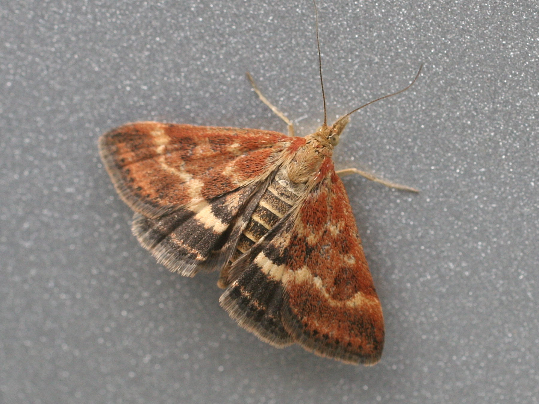 pyrausta_despicata5md