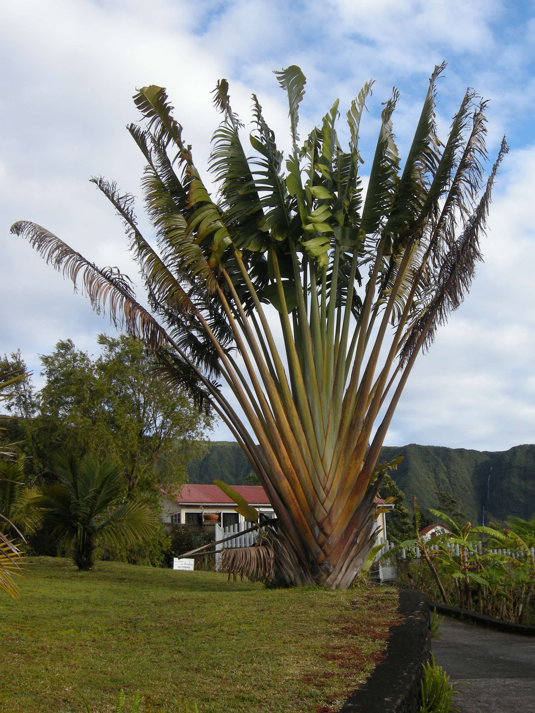 ravenala_madagascariensis1md
