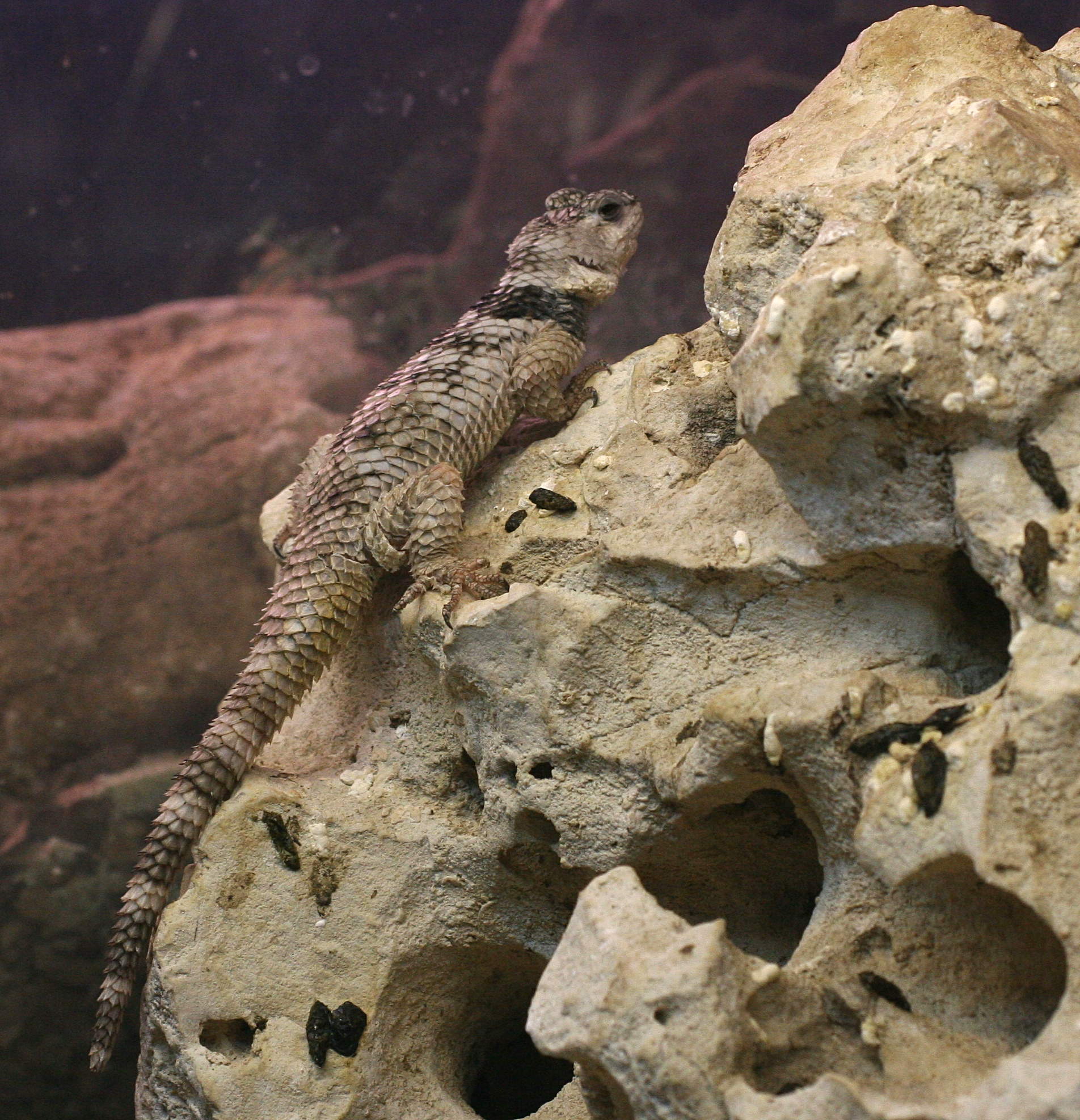 sceloporus_poinsetti2md