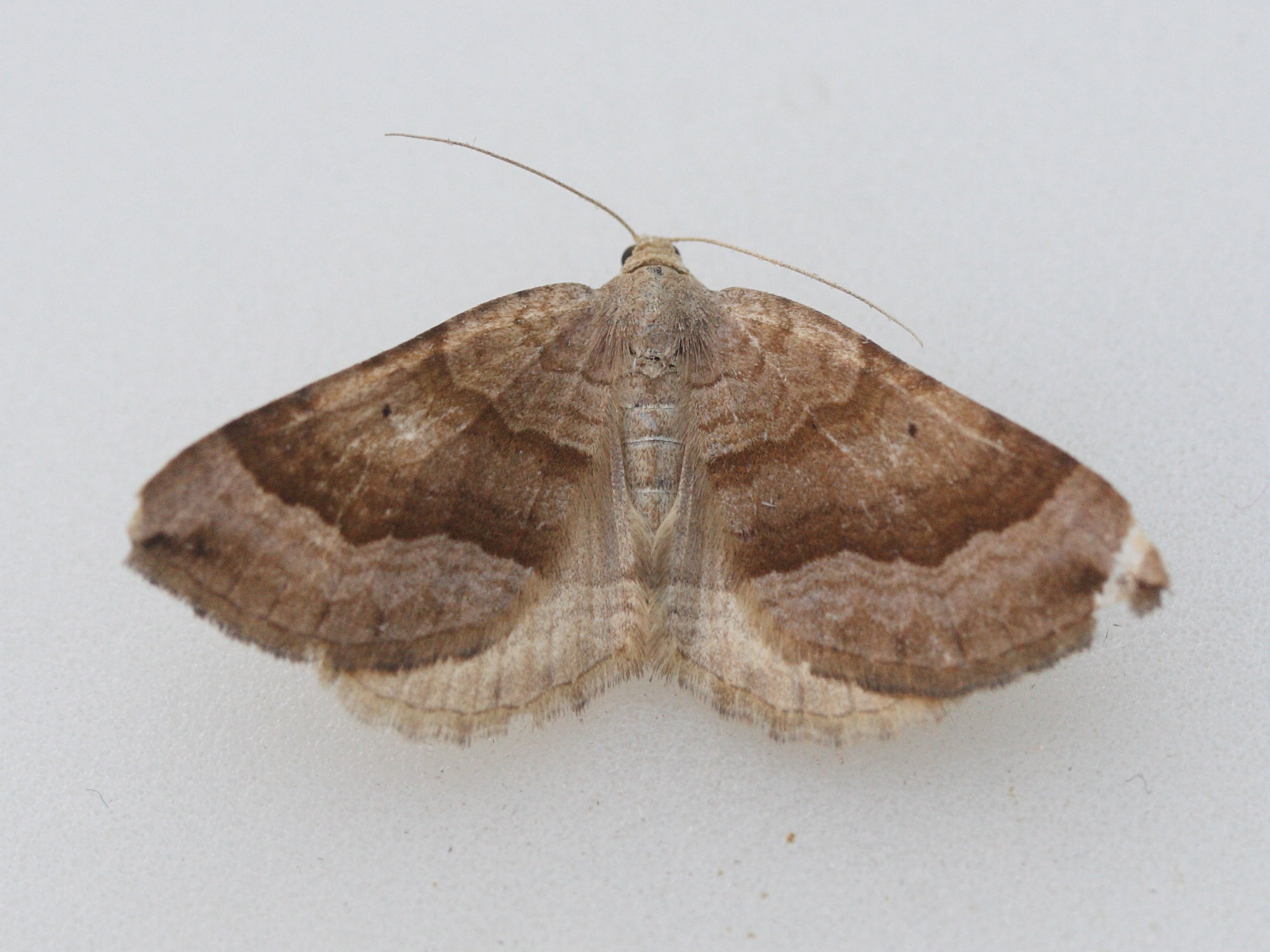 Afficher le média scotopteryx_chenopodiata5md scotopteryx_chenopodiata5md