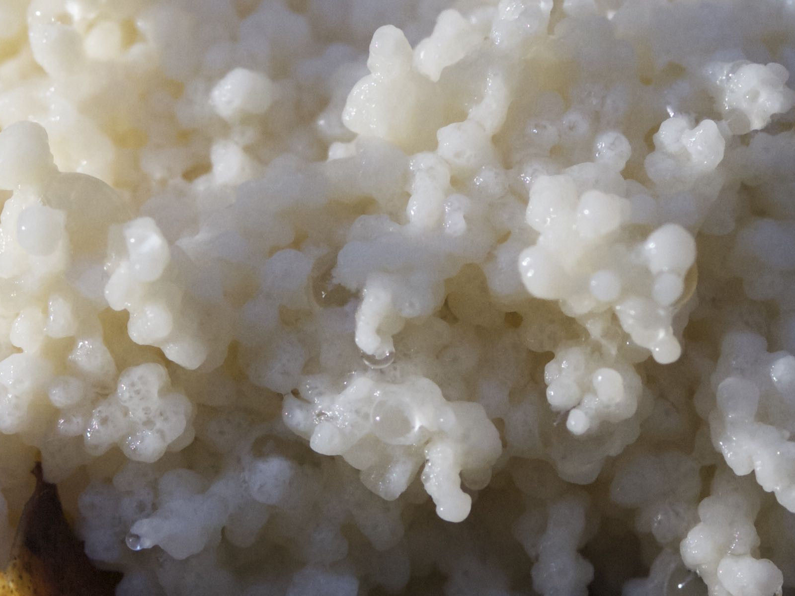 sebacina_incrustans2md