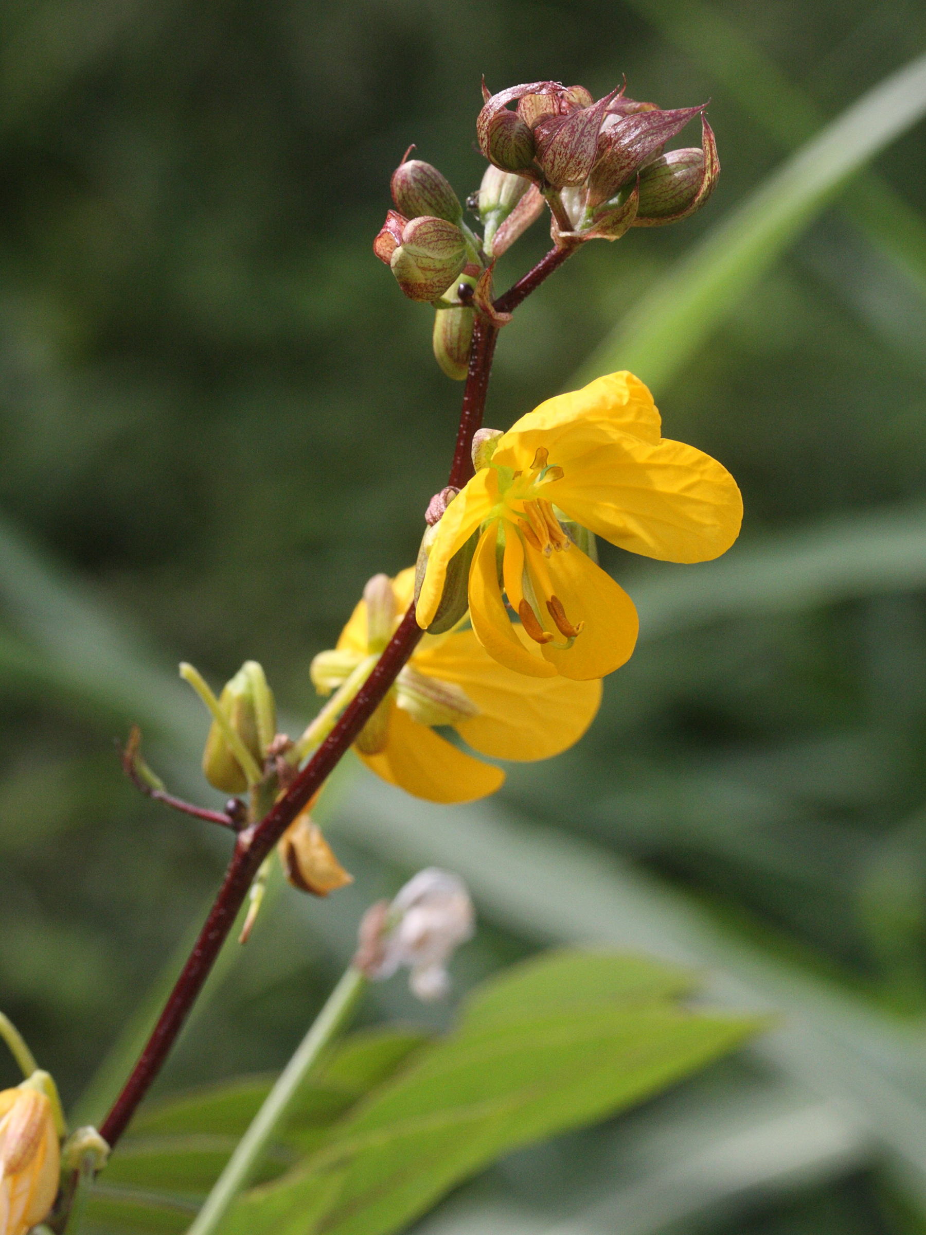 senna_occidentalis2md