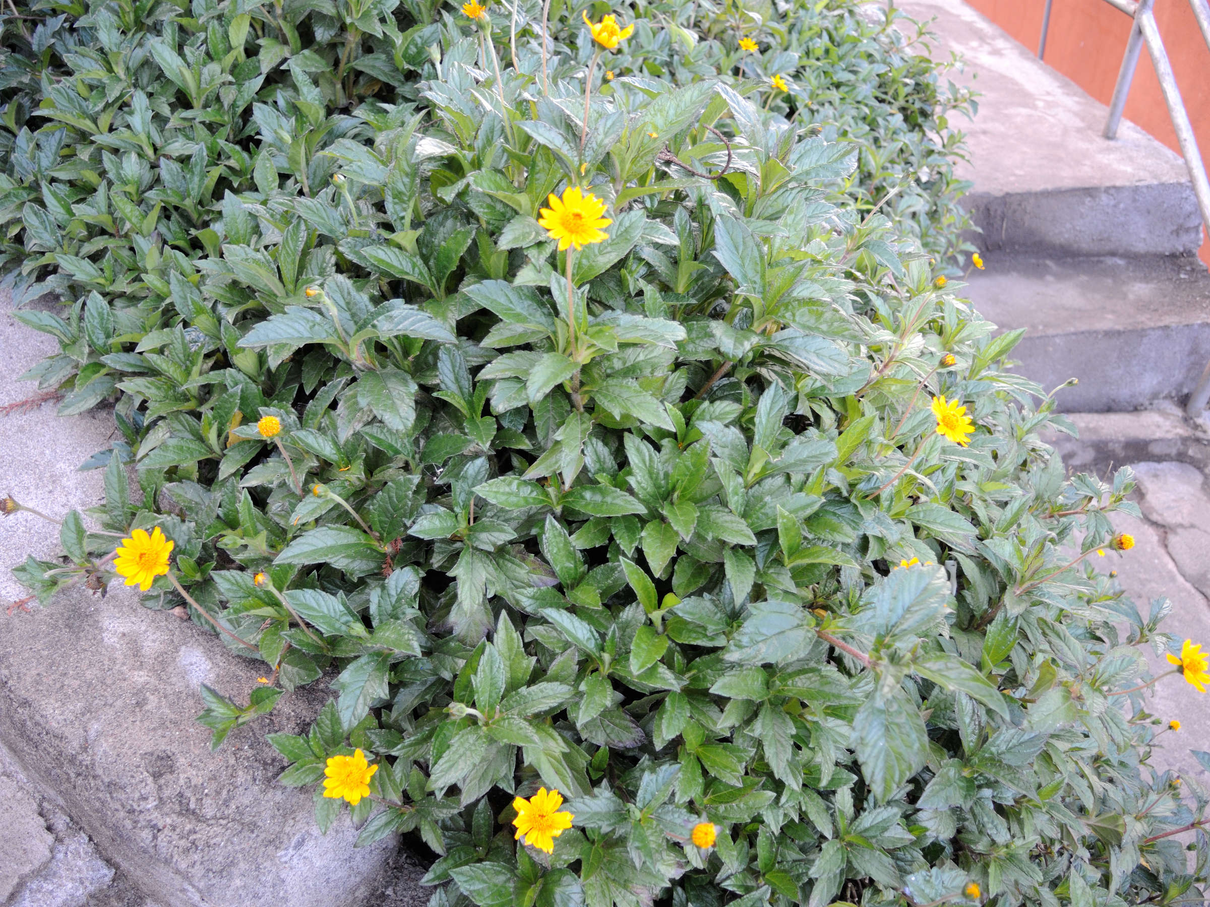 sphagneticola_trilobata8md