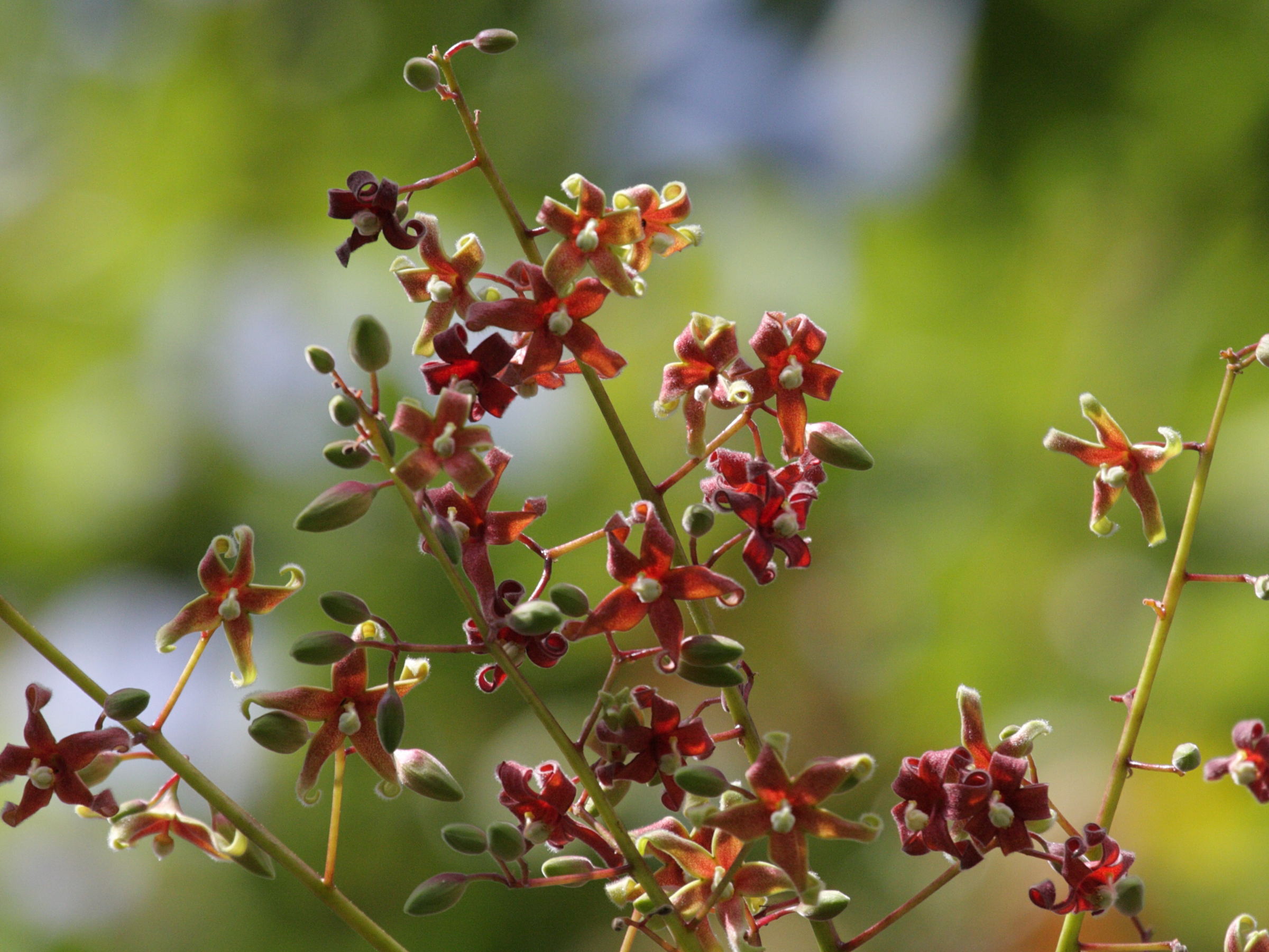 Afficher le média sterculia_foetida2bd sterculia_foetida2bd