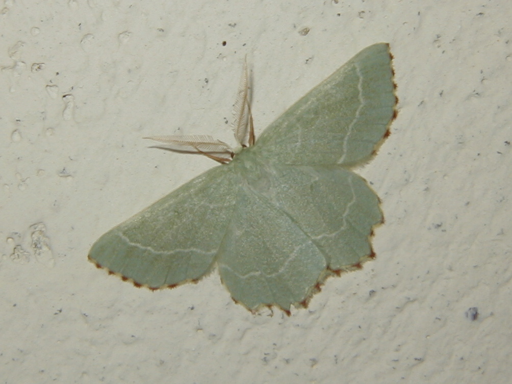 thalera_fimbrialis1md