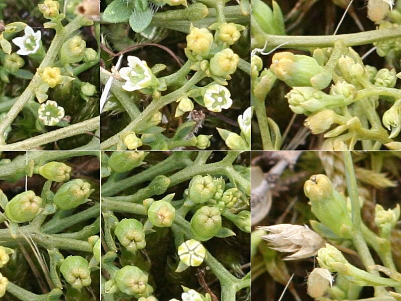 thesium_humifusum5md