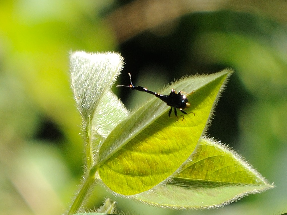 Trachelophorus_madecassus
