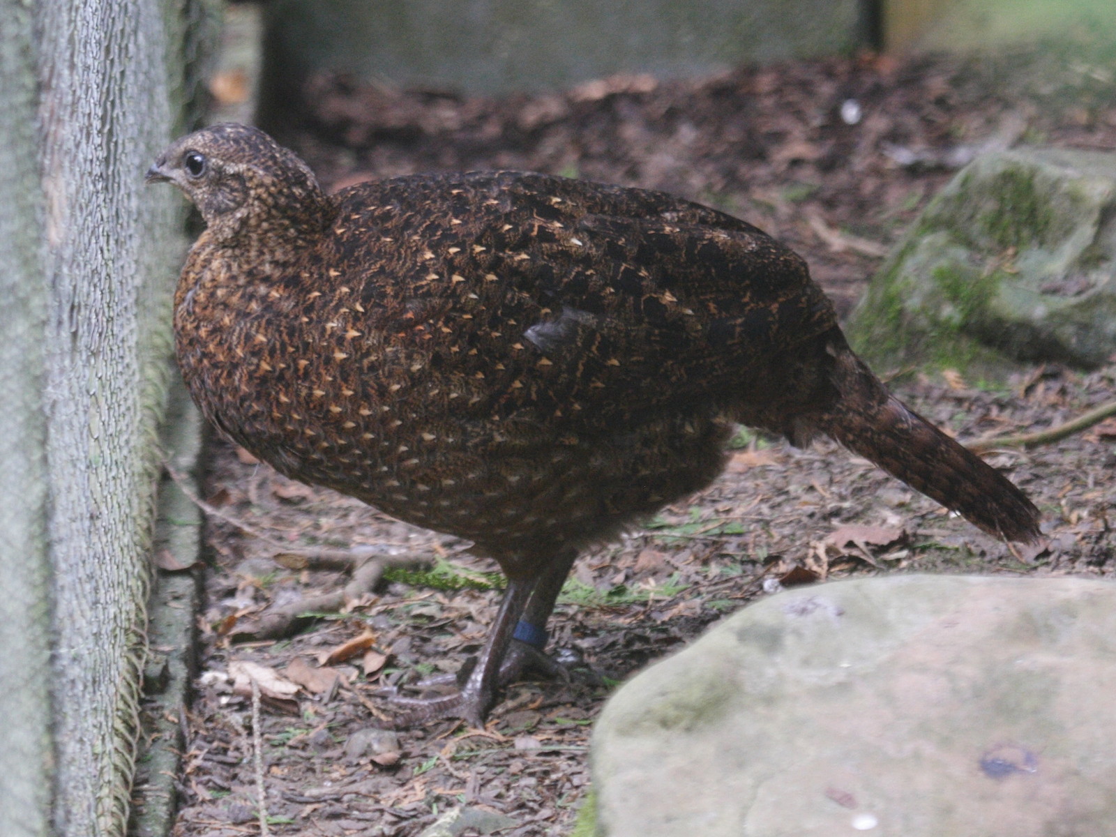 tragopan_satyre_-_tragopan_satyra1bd