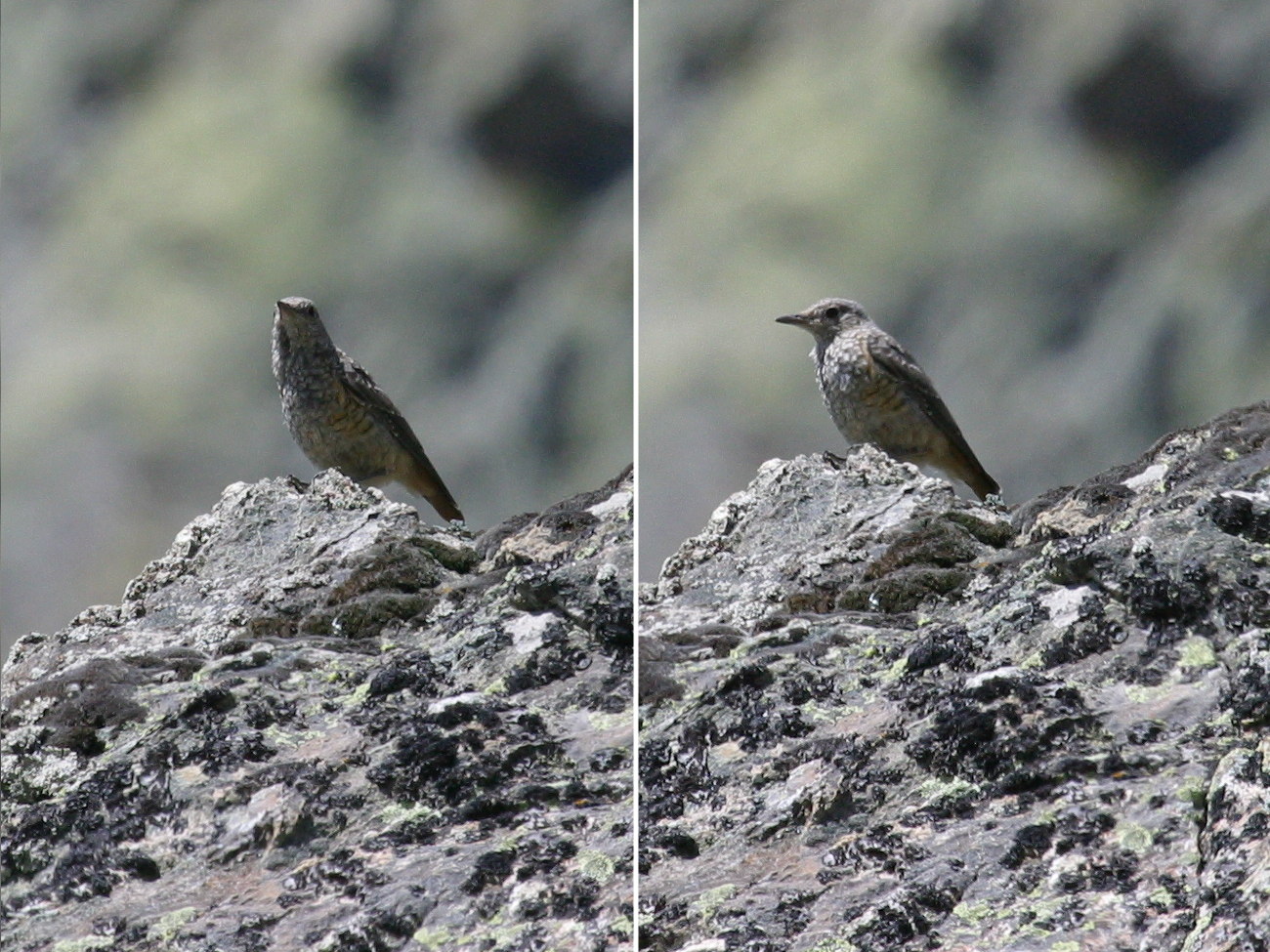 traquet_motteux_-_oenanthe_oenanthe5bd