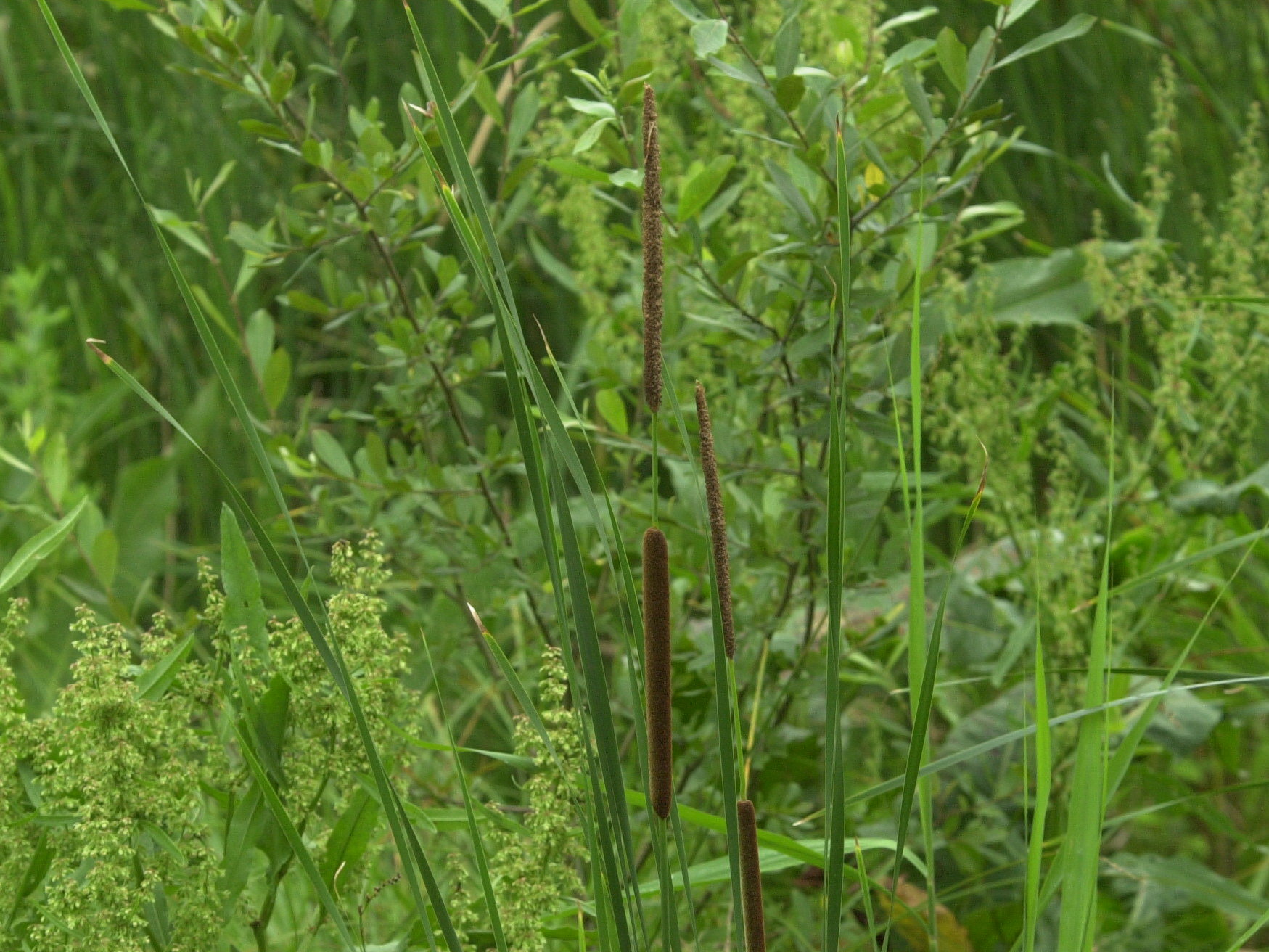 Afficher le média typha_angustifolia2md typha_angustifolia2md