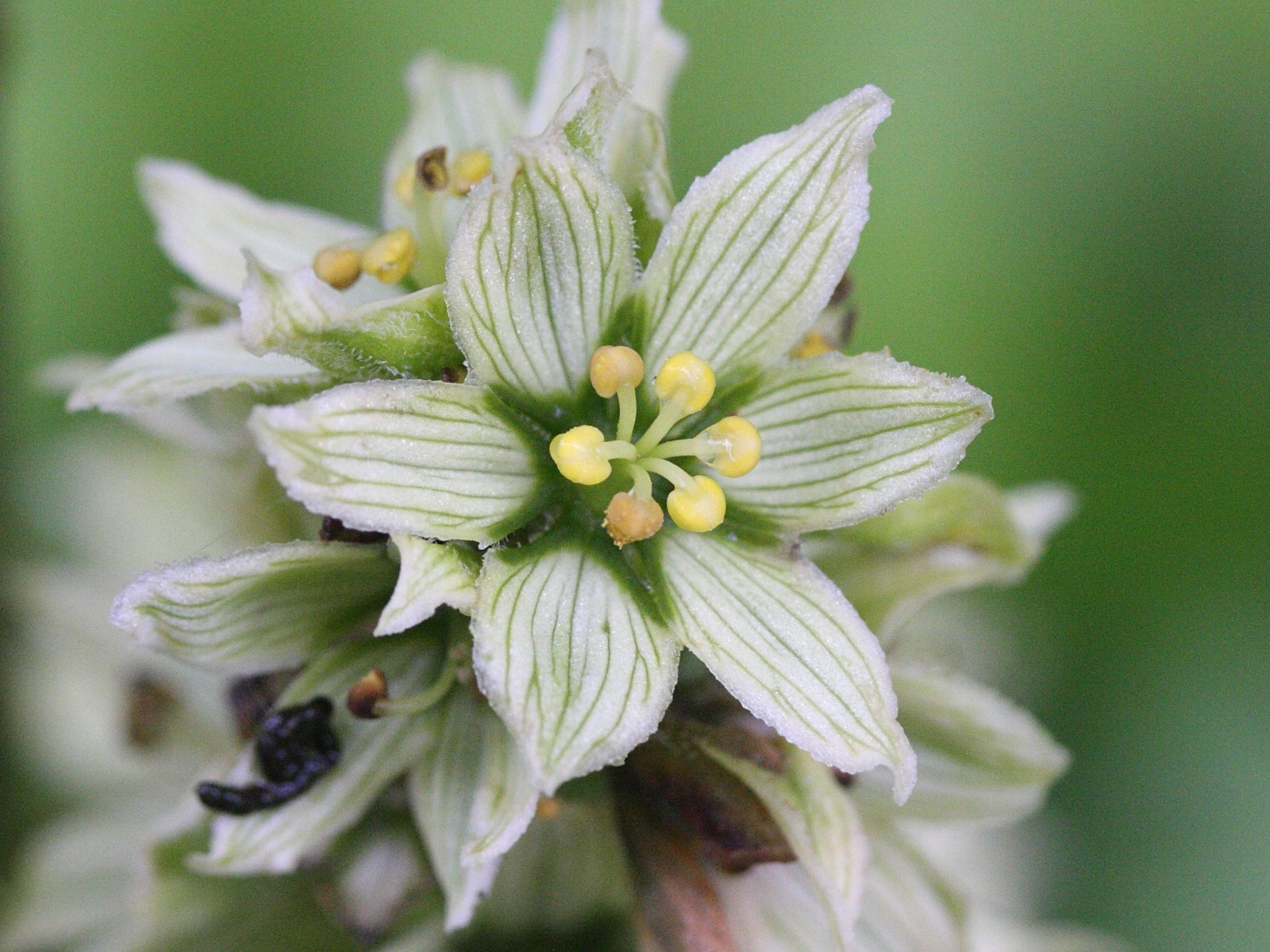 Afficher le média veratrum_album4bmd veratrum_album4bmd