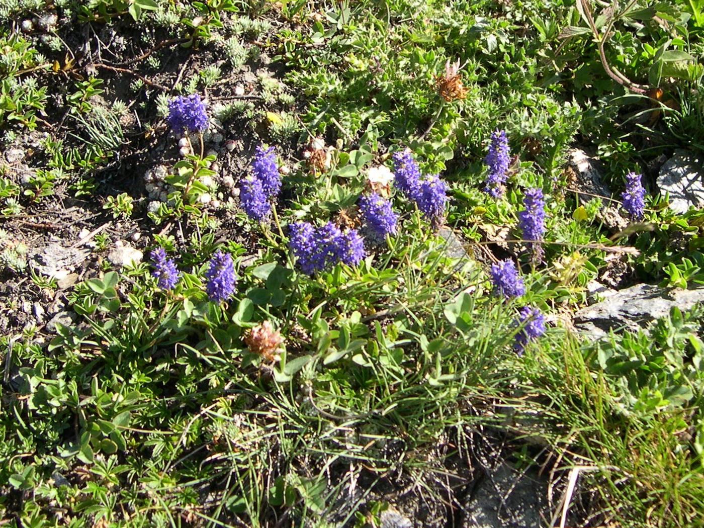 veronica_allionii1md