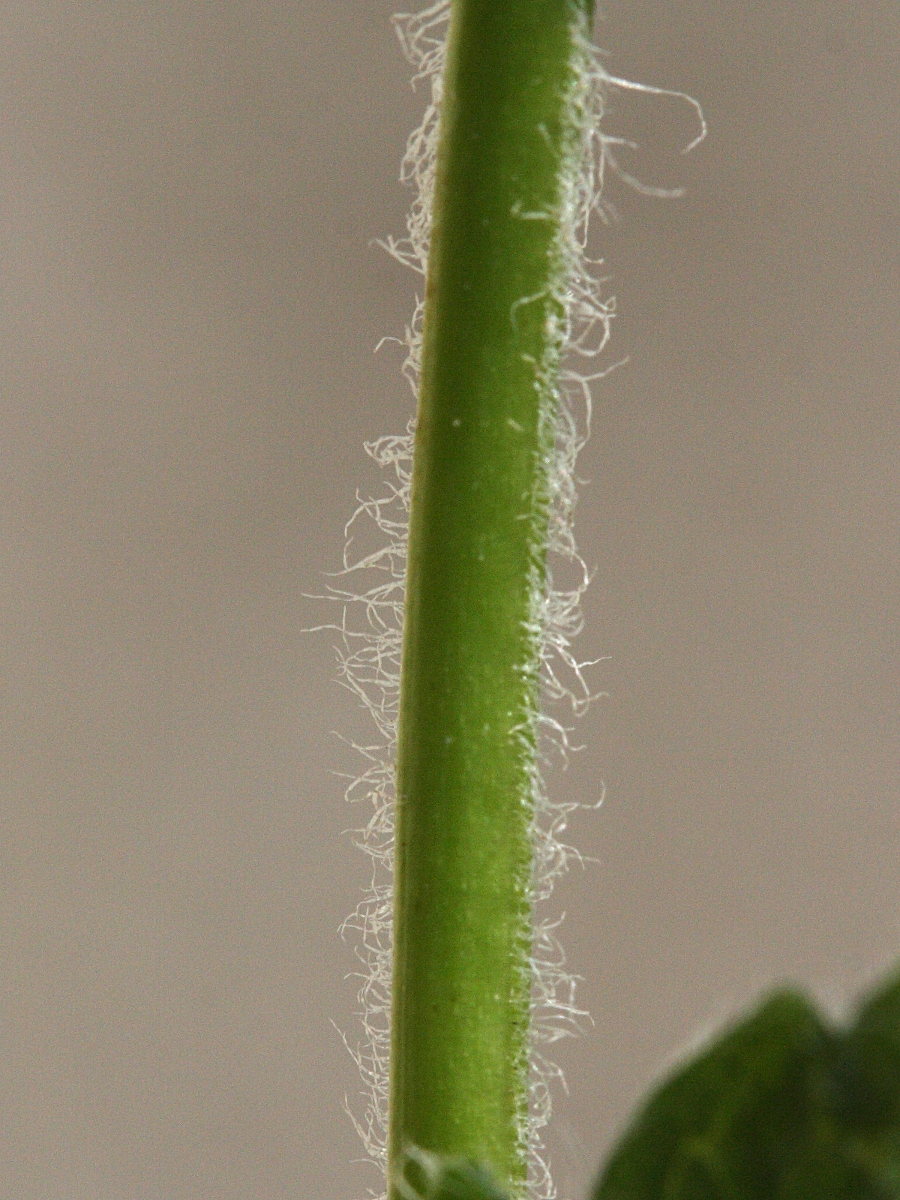 Afficher le média veronica_chamaedrys5md veronica_chamaedrys5md