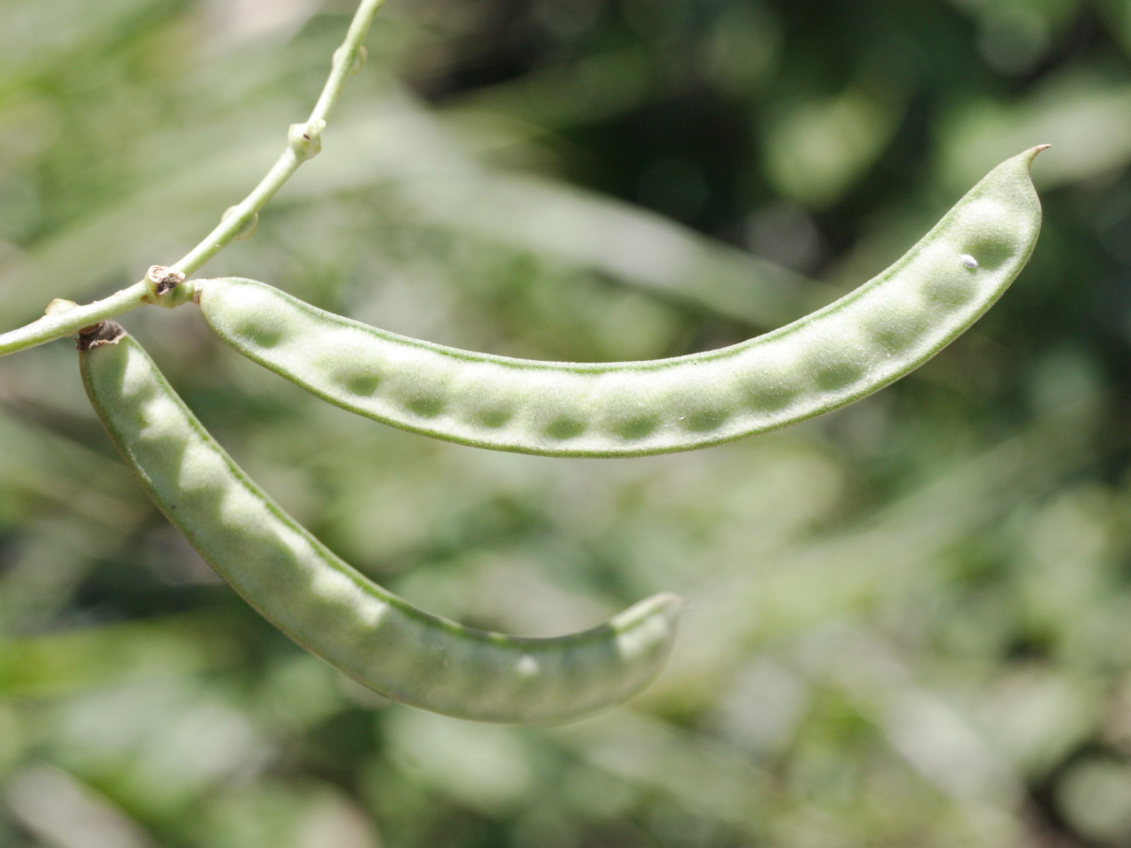 vigna_unguiculata3md