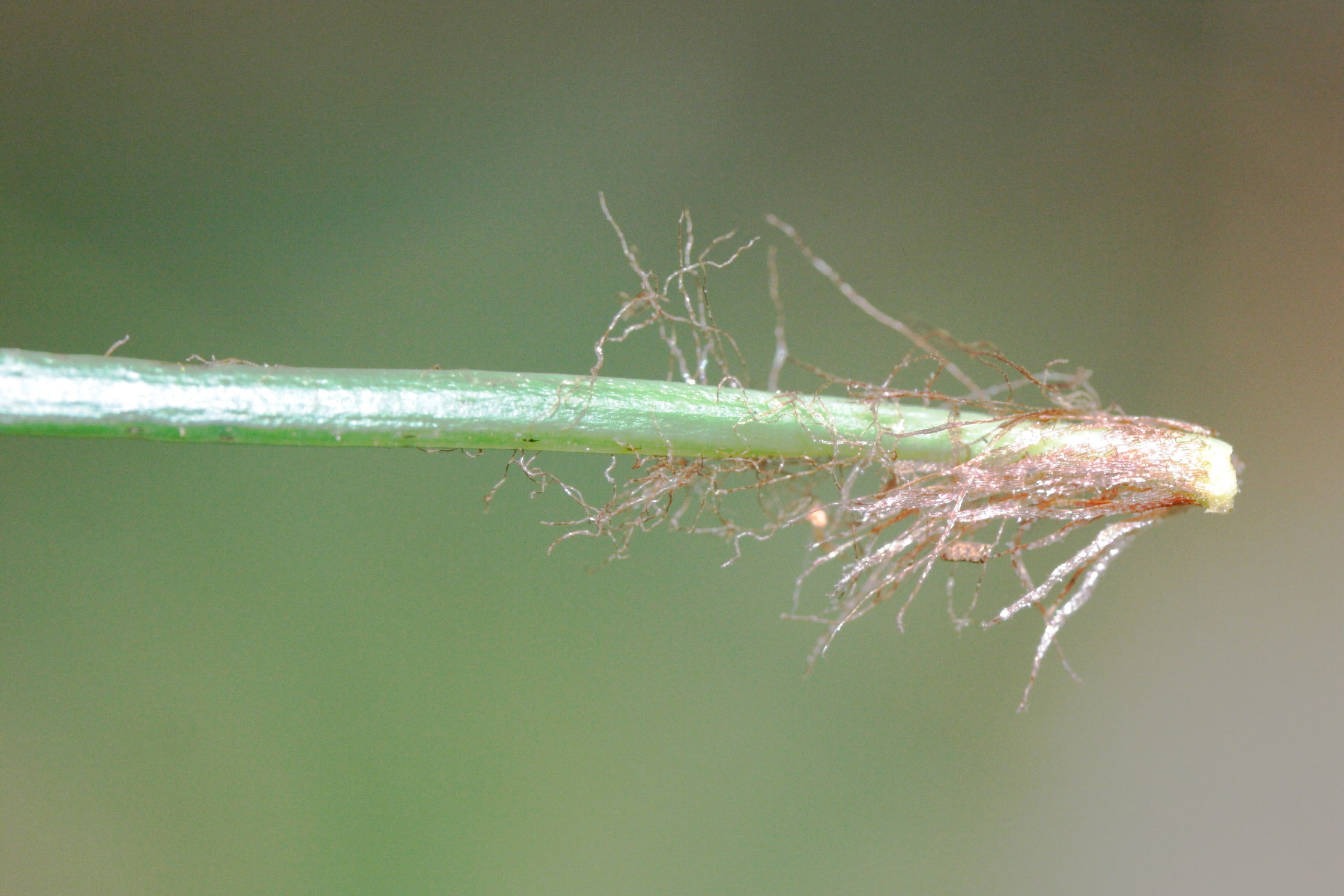 vittaria_isoetifolia2md