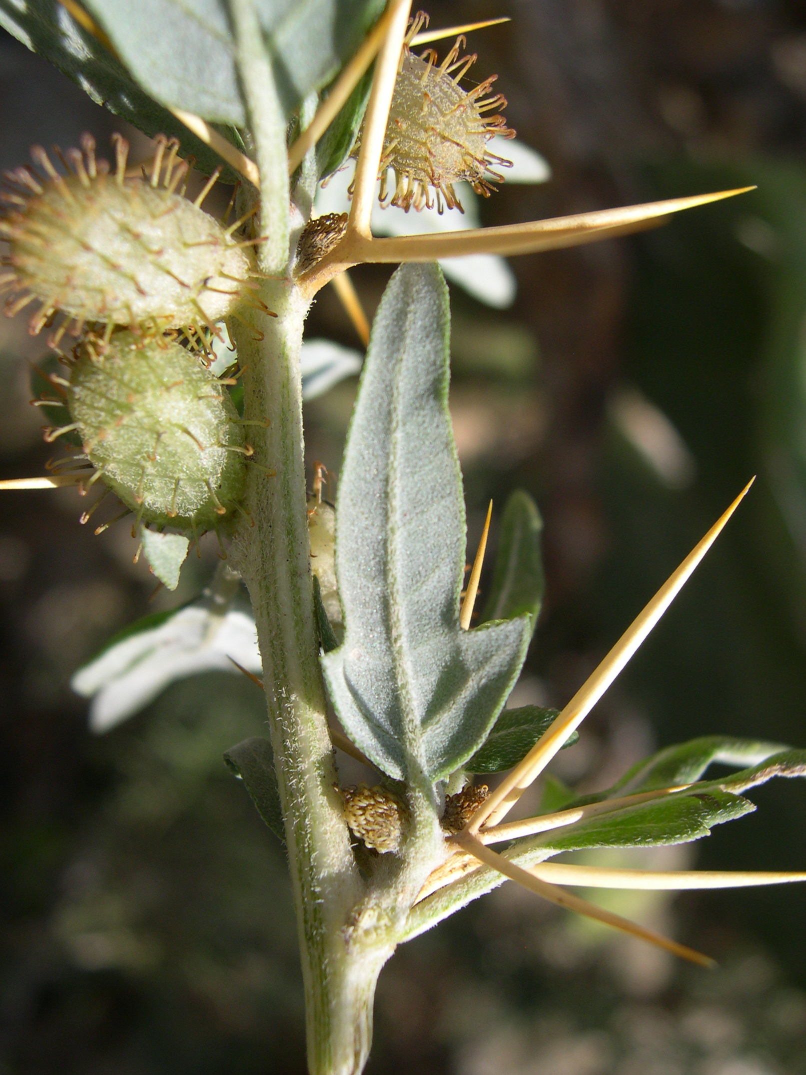 xanthium_spinosum4md