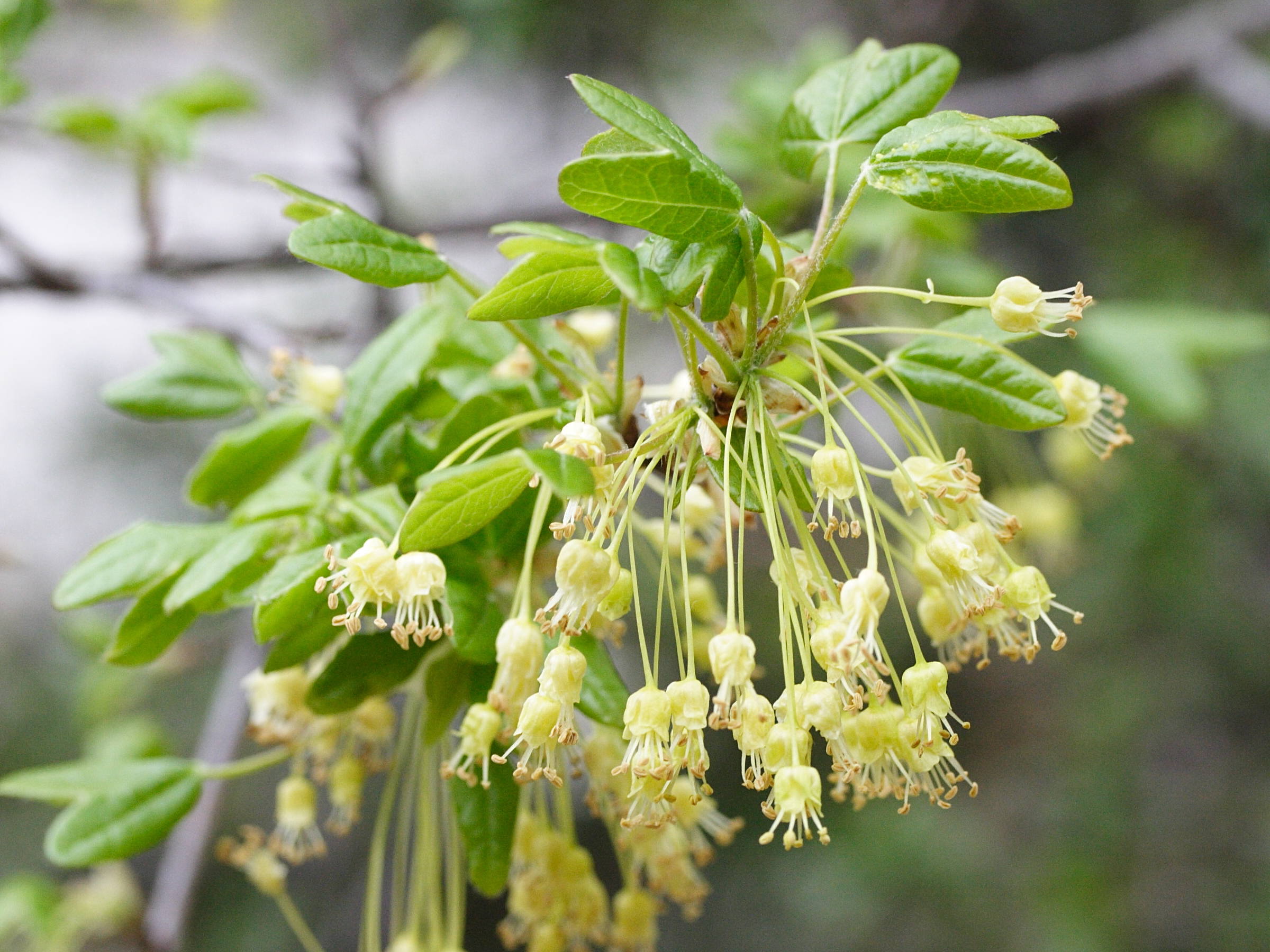 acer_monspessulanum4md