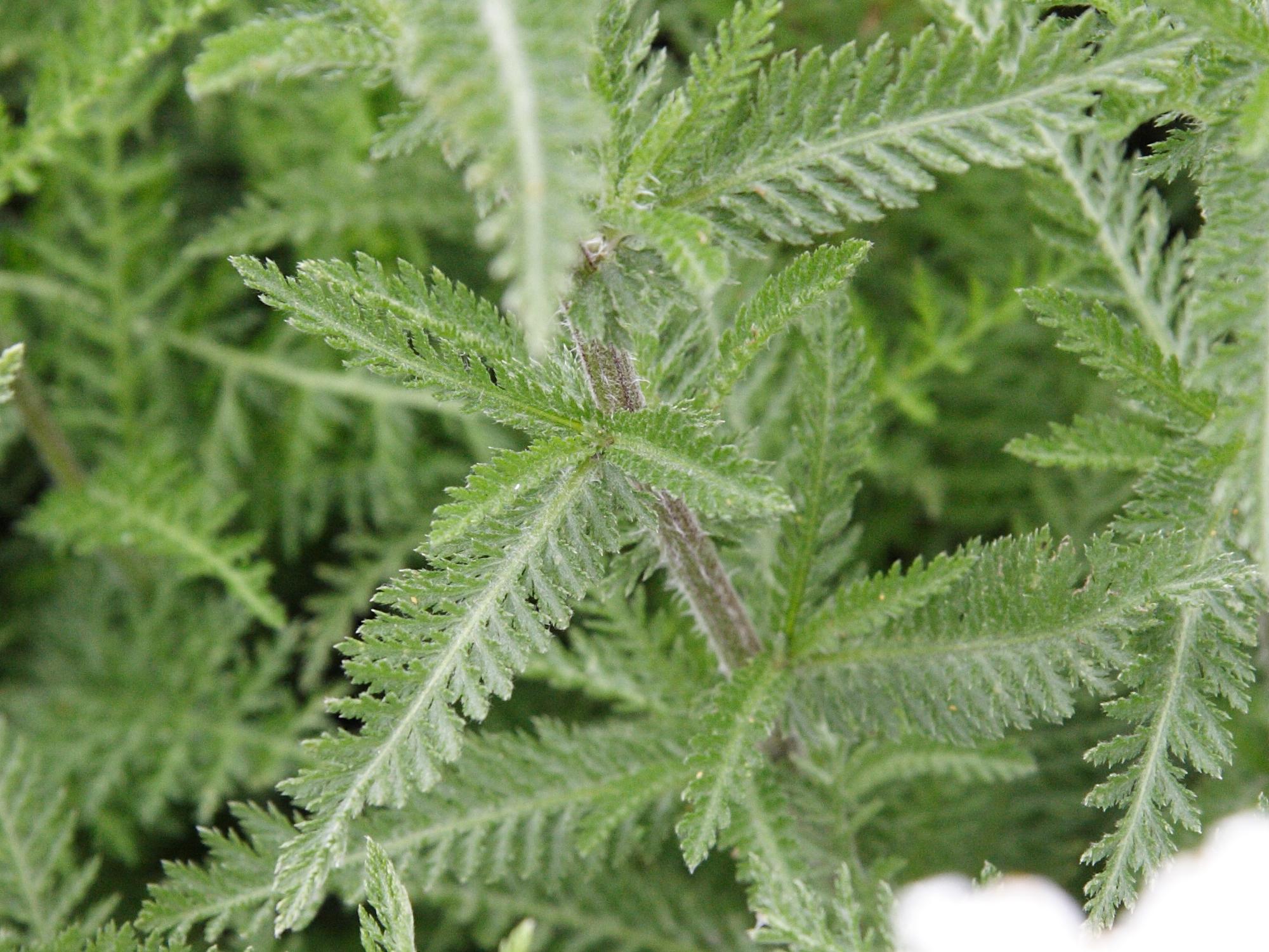achillea_ligustica2md