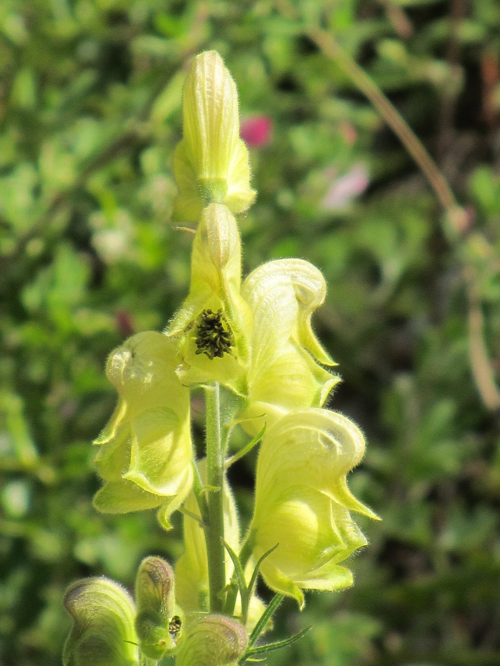 Afficher le média aconitum_anthora2mv aconitum_anthora2mv