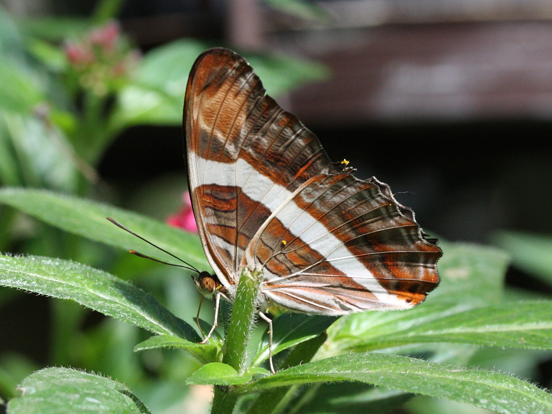 adelpha_fessonia2md