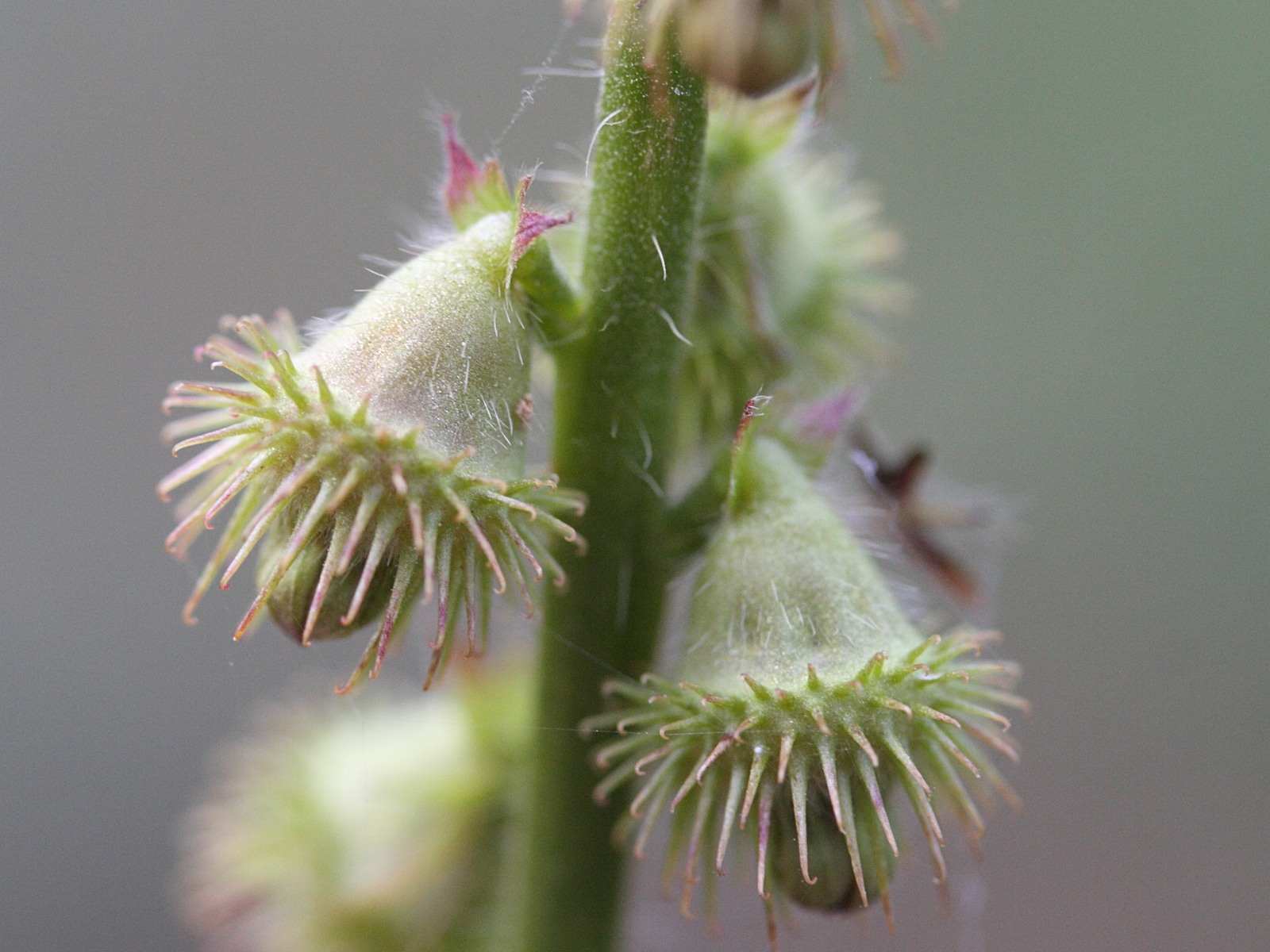 agrimonia_procera2md