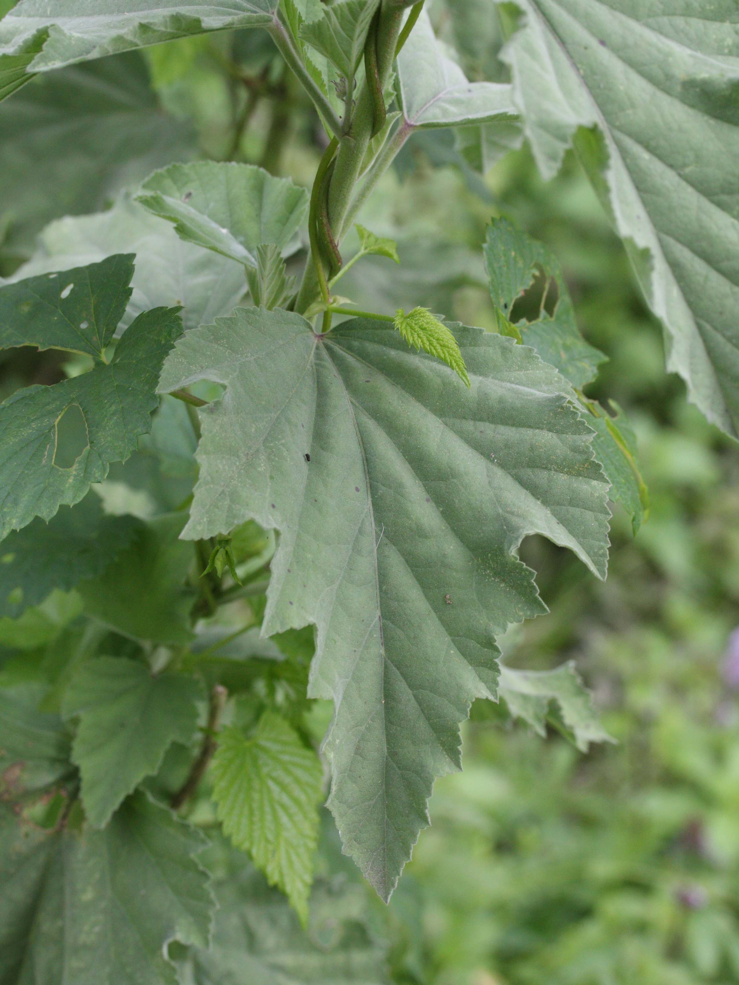 althaea_officinalis4md