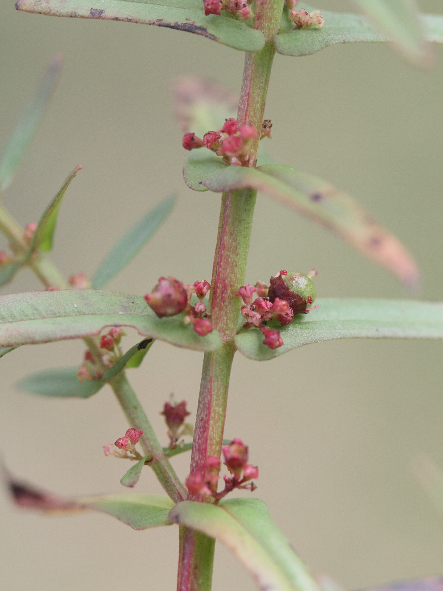 ammannia_multiflora2md