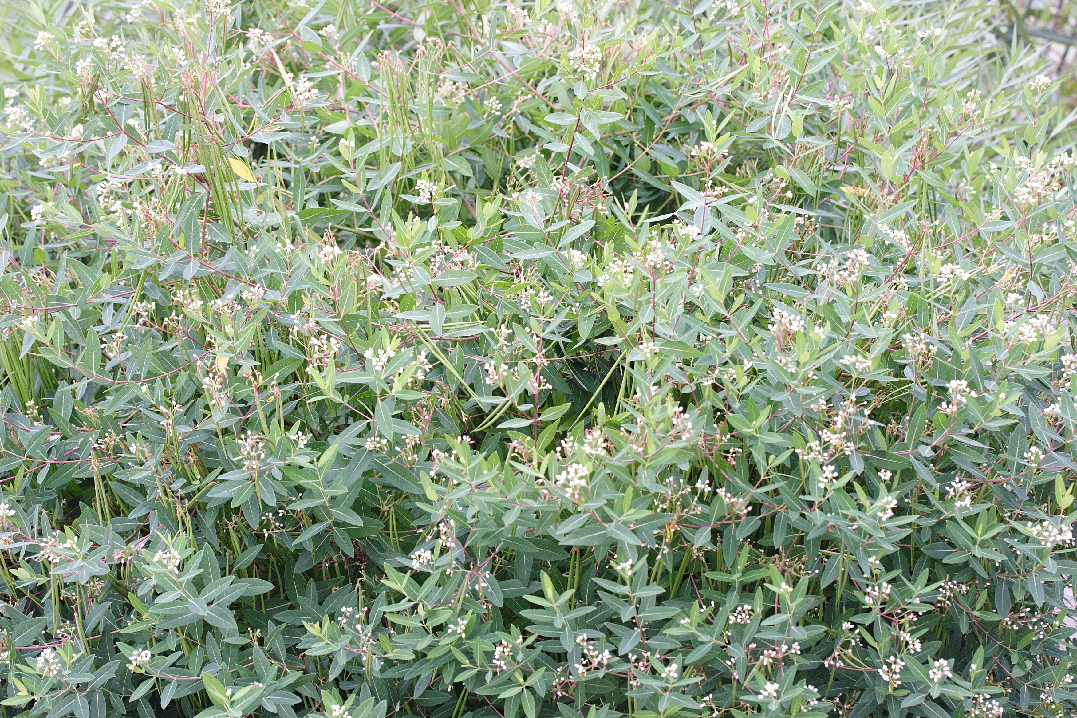 apocynum_cannabinum1md