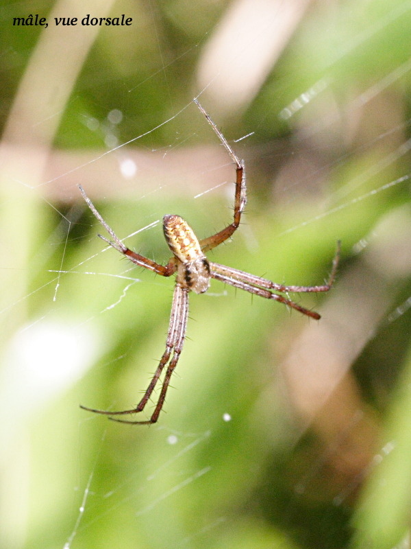 Afficher le média argiope_bruennichi3amd argiope_bruennichi3amd