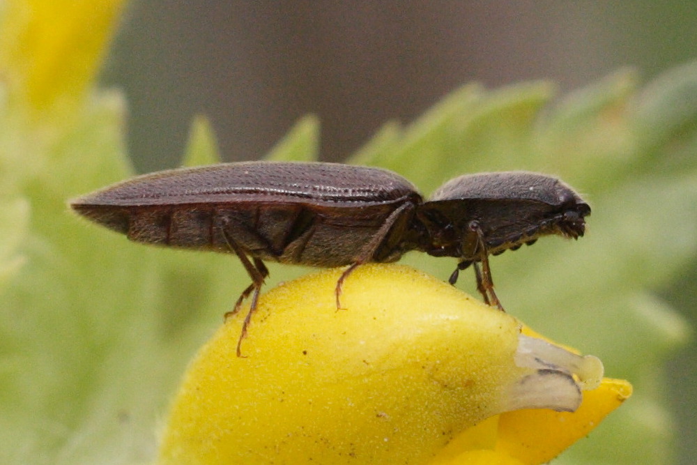 athous_haemorrhoidalis3md