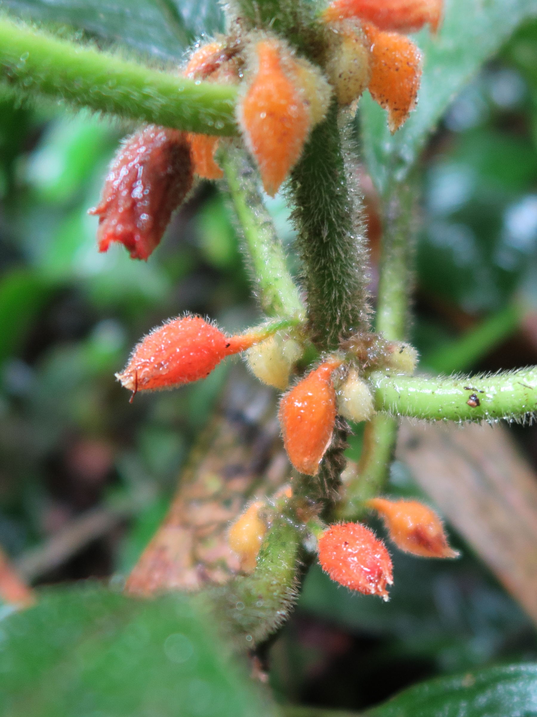 besleria_columneoides3md