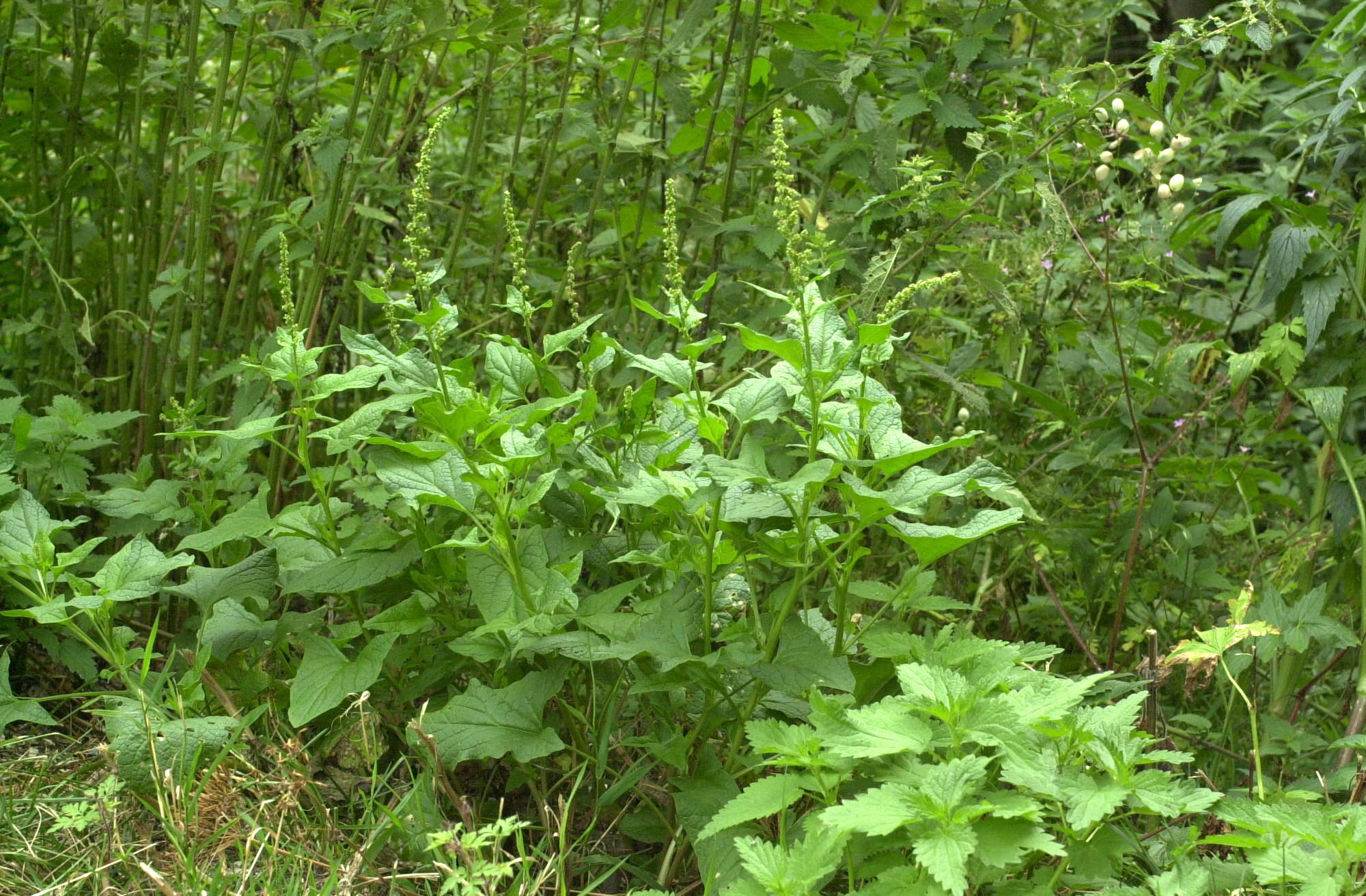 blitum_bonus-henricus4md