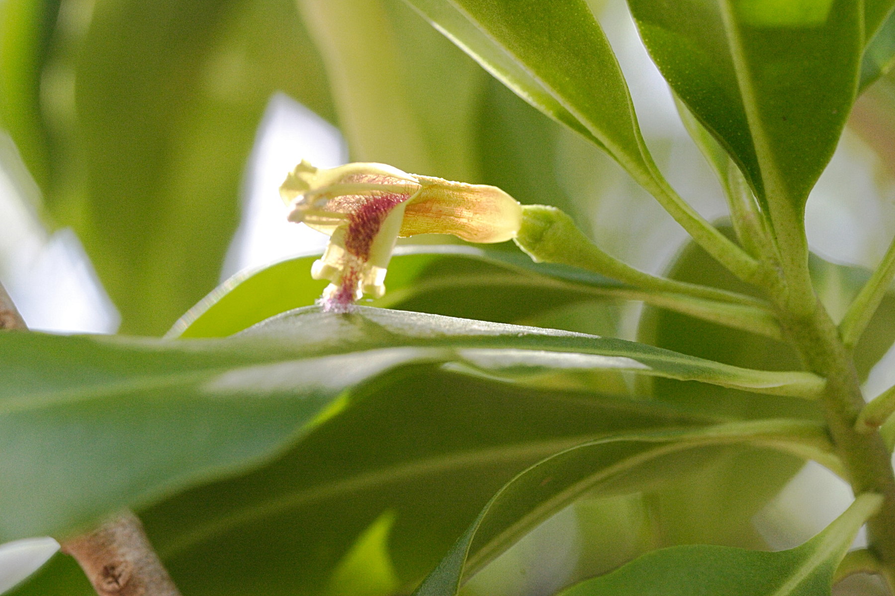 bontia_daphnoides4md