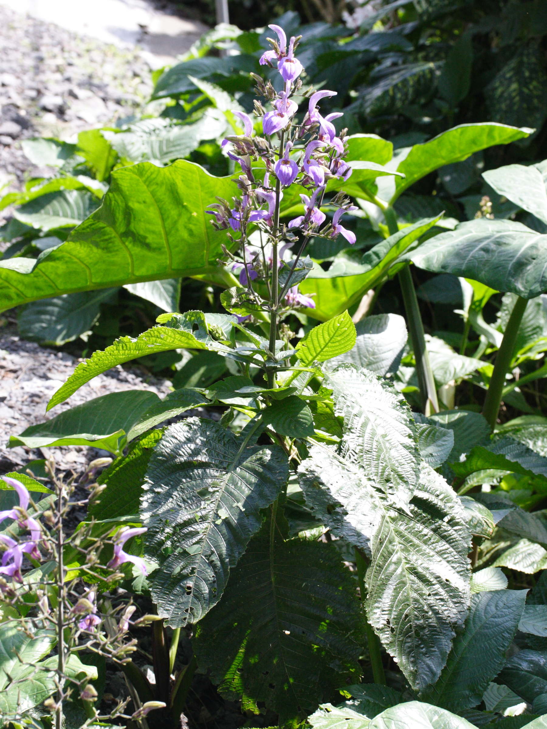 brillantaisia_owariensis2md