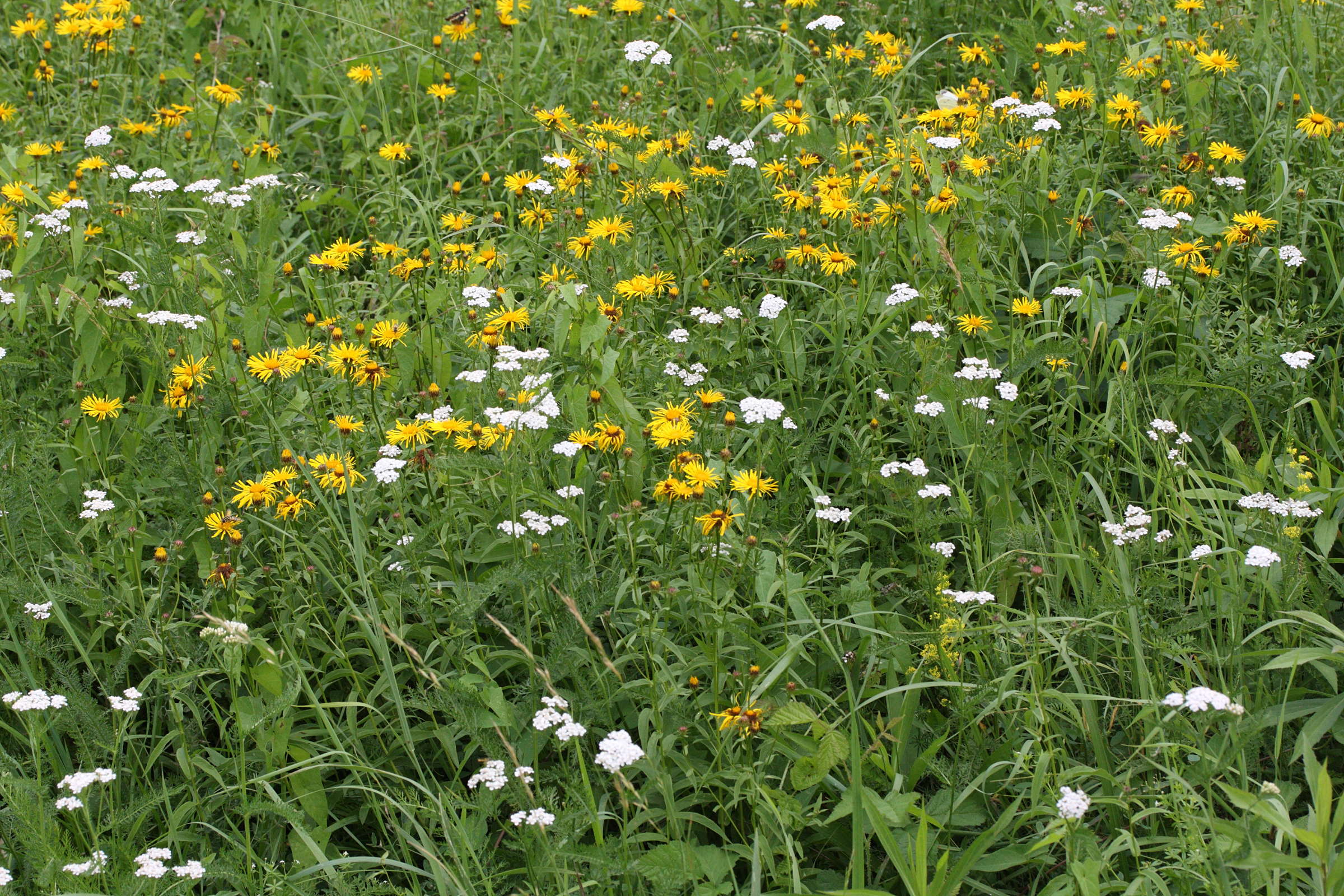 buphthalmum_salicifolium1md