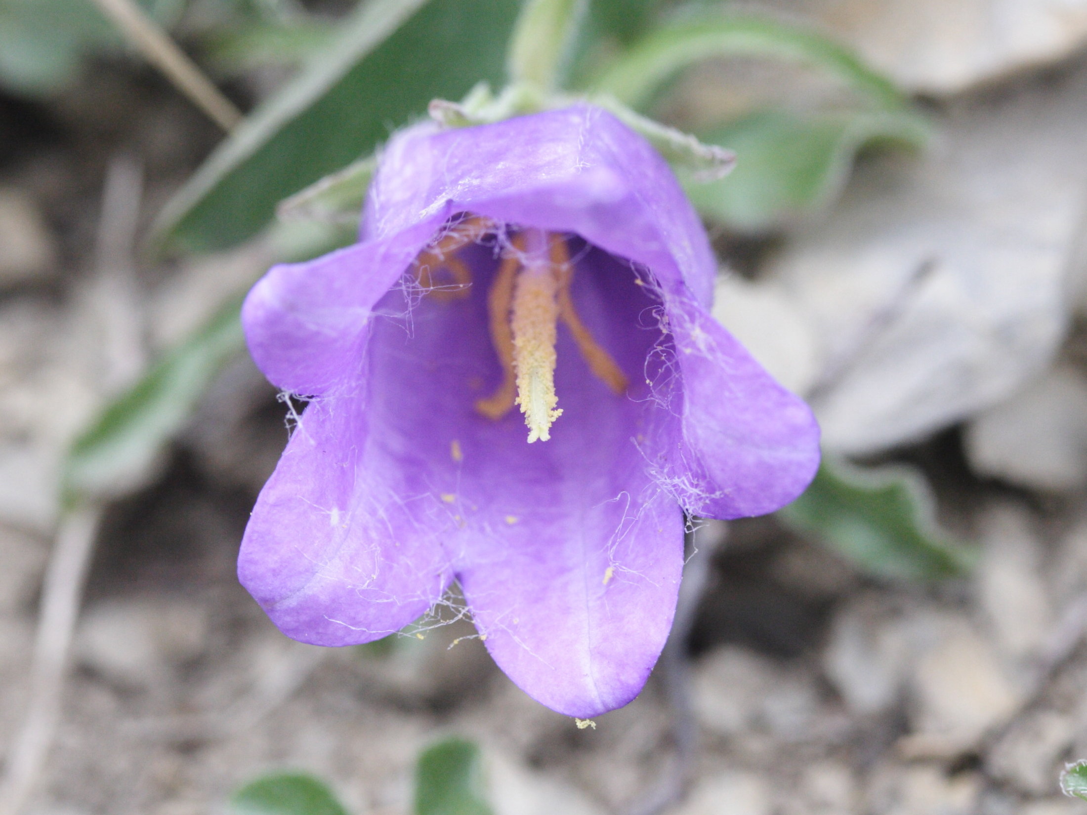 Afficher le média campanula_alpestris3md campanula_alpestris3md