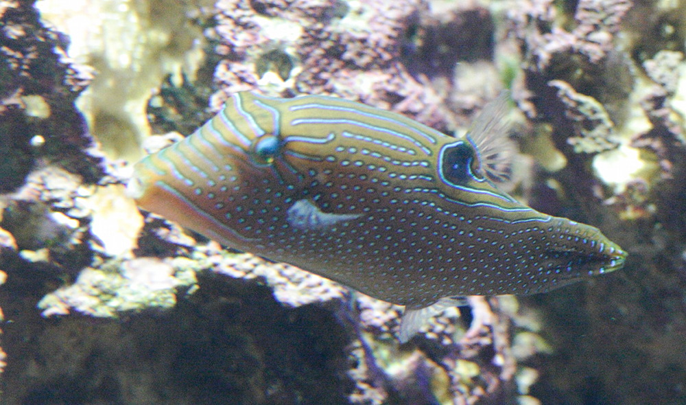Afficher le média canthigaster_solandri1md canthigaster_solandri1md
