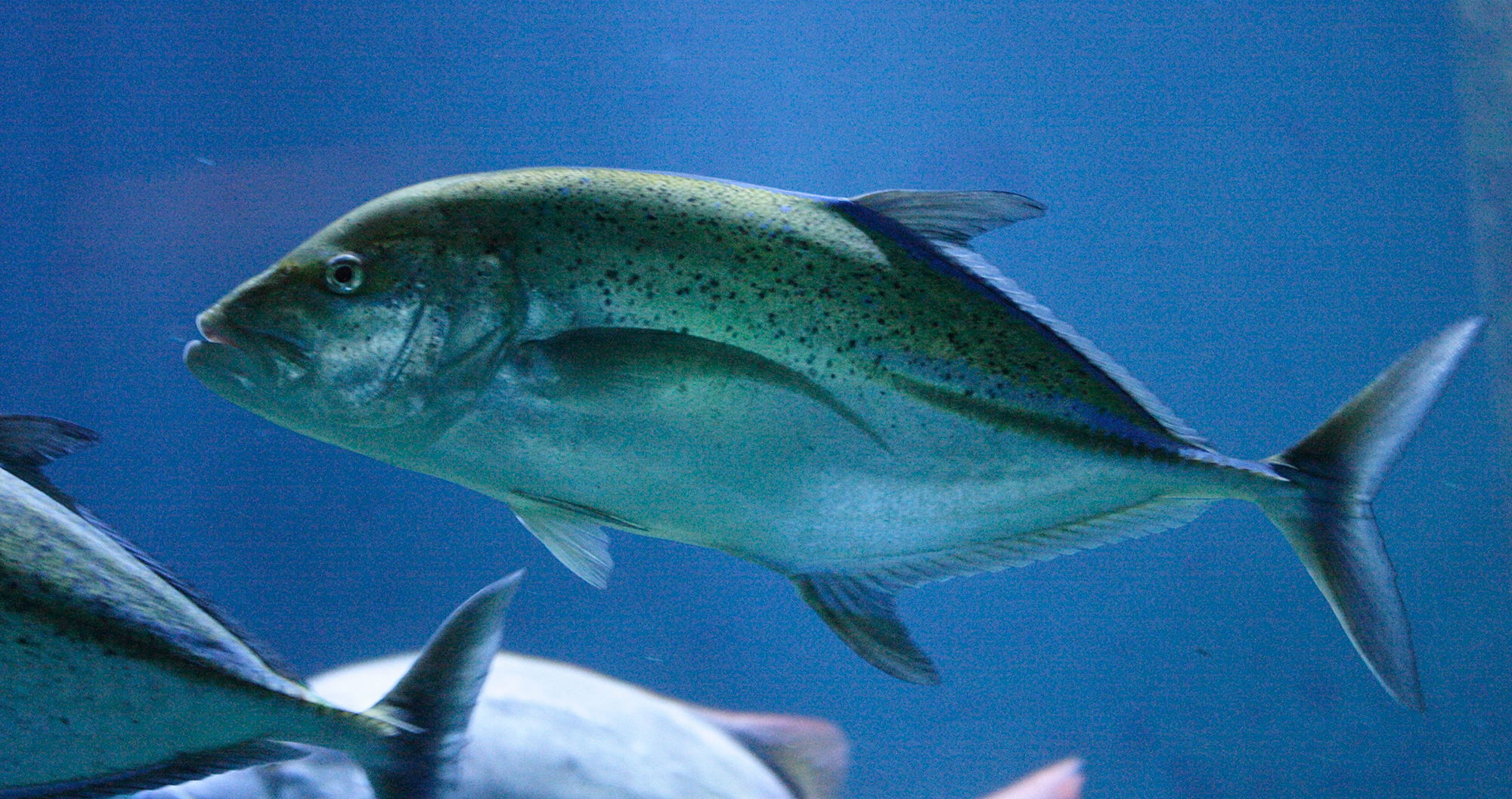 caranx_melampygus2md