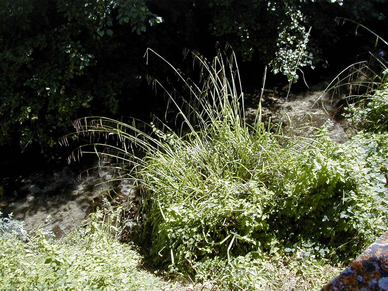 carex_pendula1md
