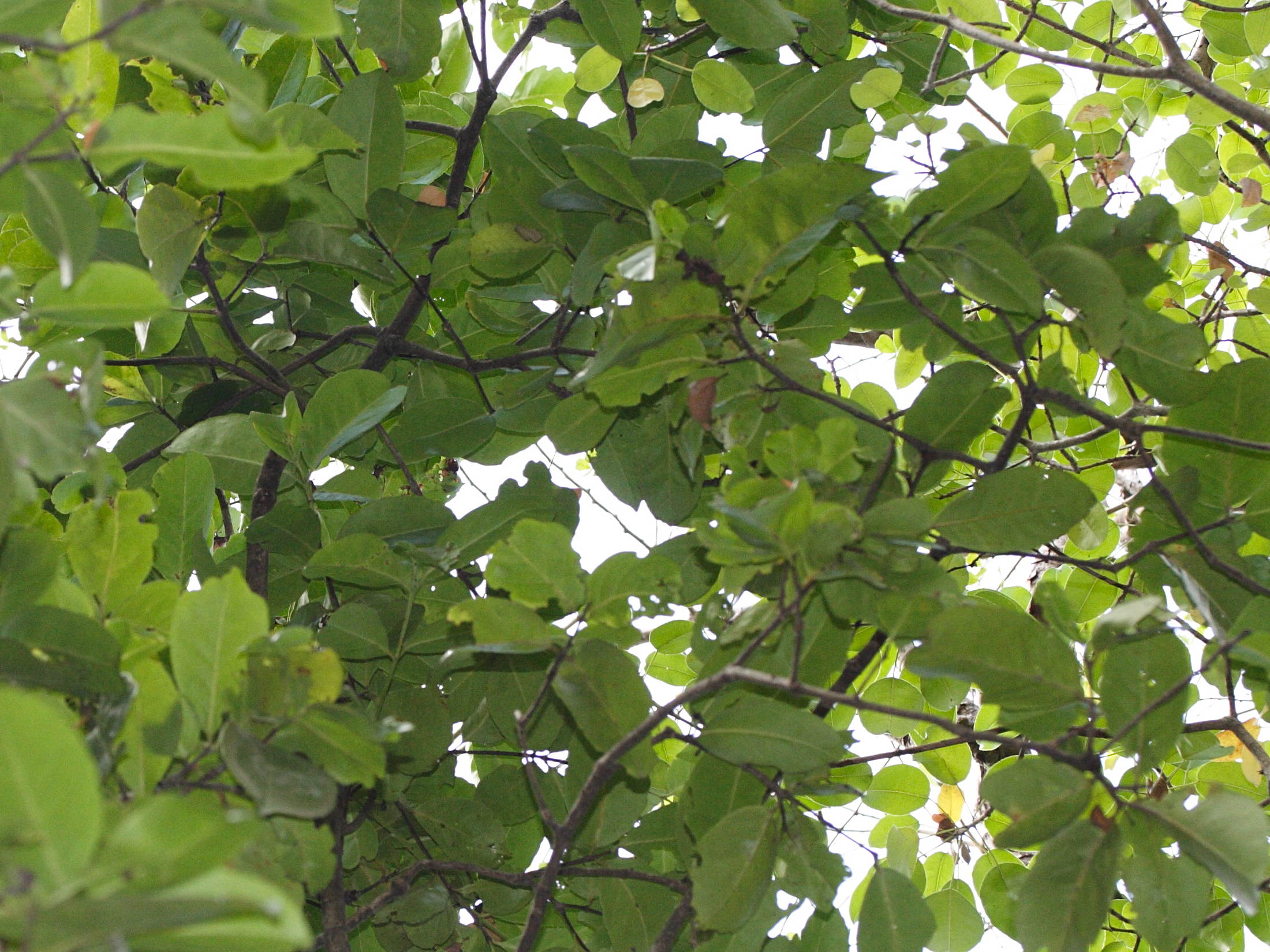 cassine_xylocarpa1md