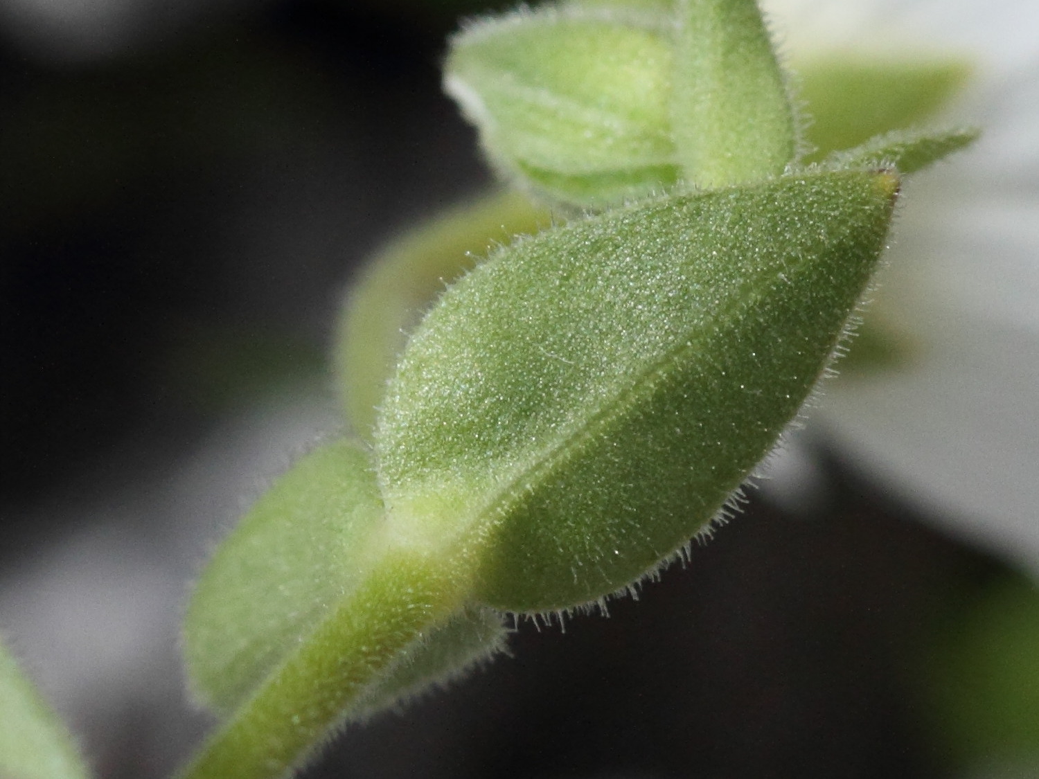 Afficher le média cerastium_alpinum4bd cerastium_alpinum4bd