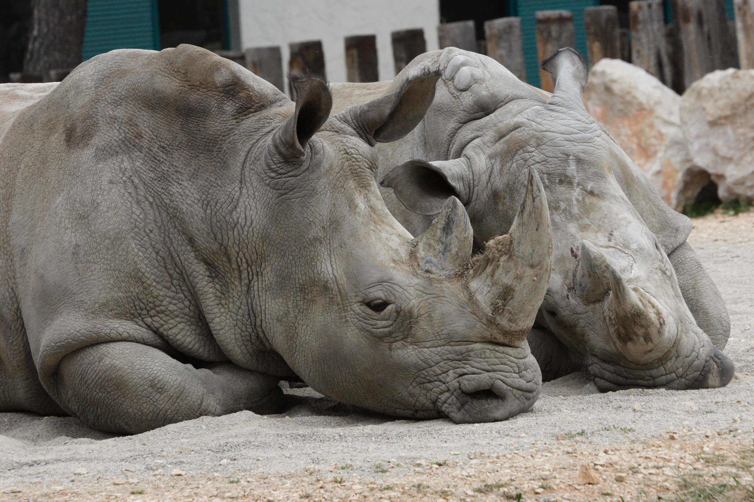 ceratotherium_simum3md