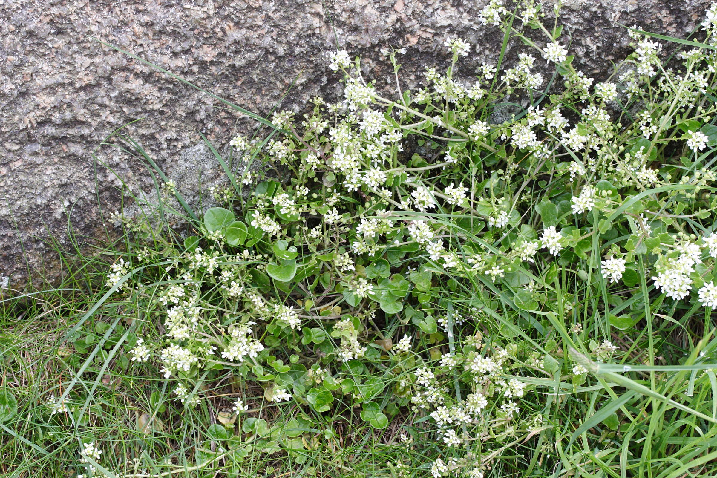 Afficher le média cochlearia_danica1md cochlearia_danica1md