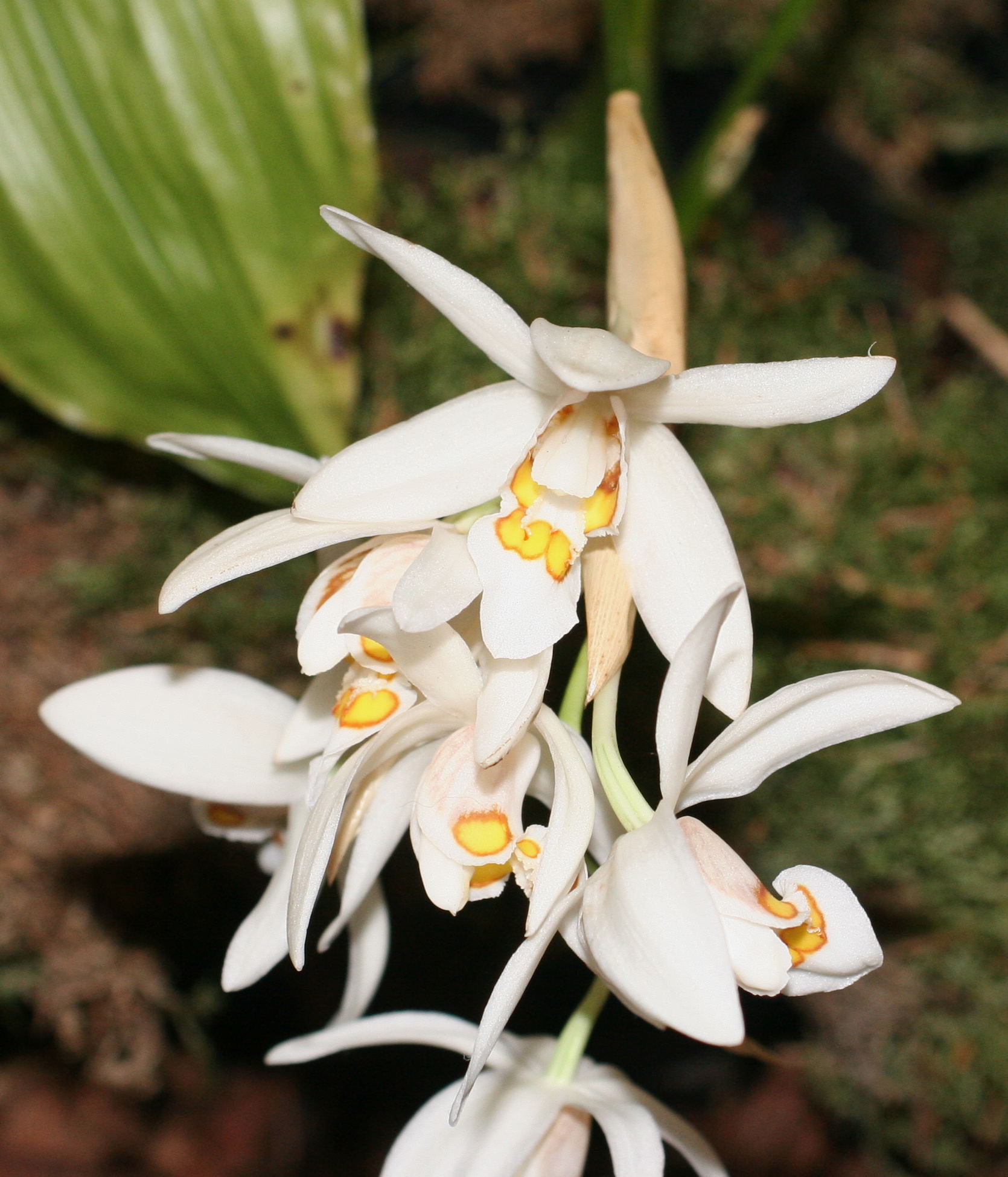 coelogyne_nitida2md