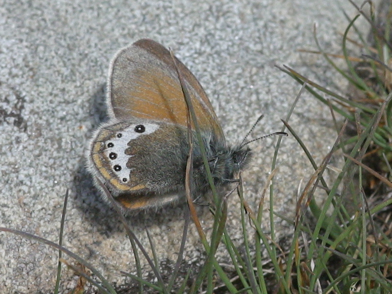 coenonympha_gardetta1bd