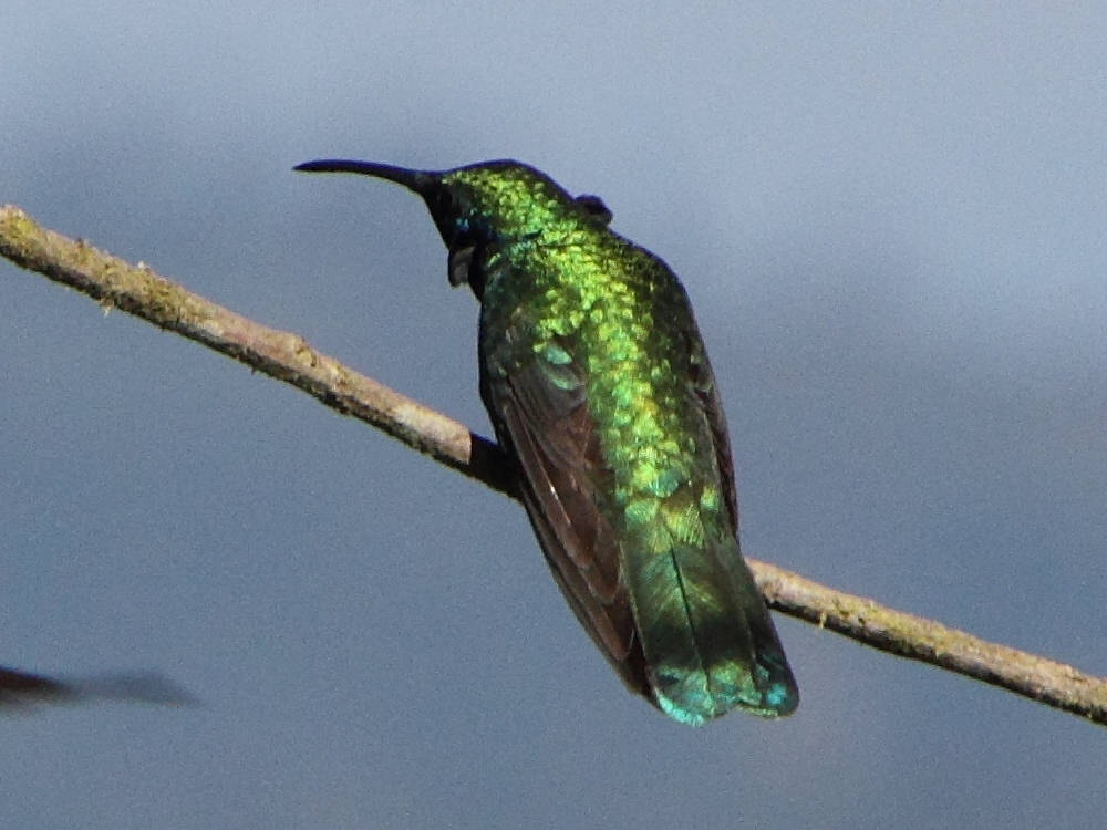 colibri_de_talamanca_-_eugenes_spectabilis6md