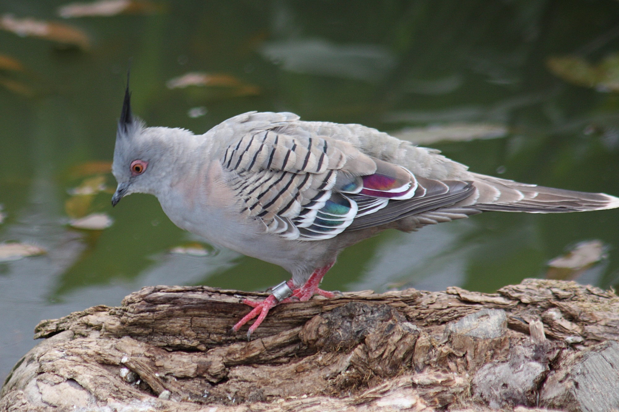 colombine_longup_-_ocyphaps_lophotes3sd