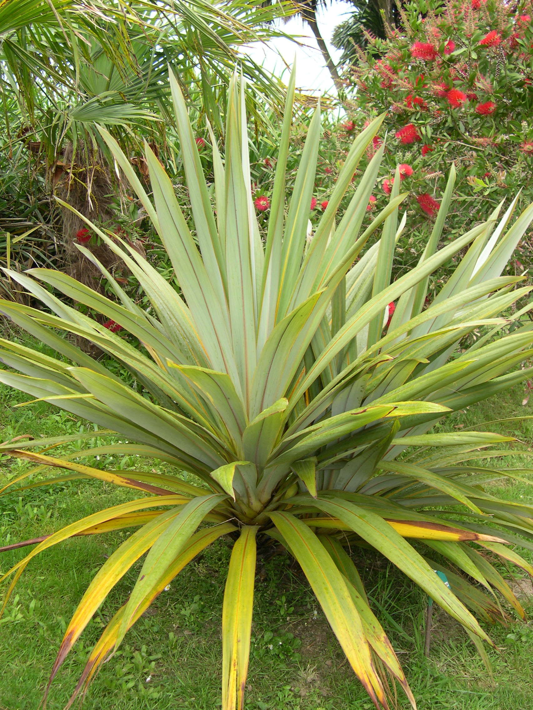 cordyline_indivisa1md