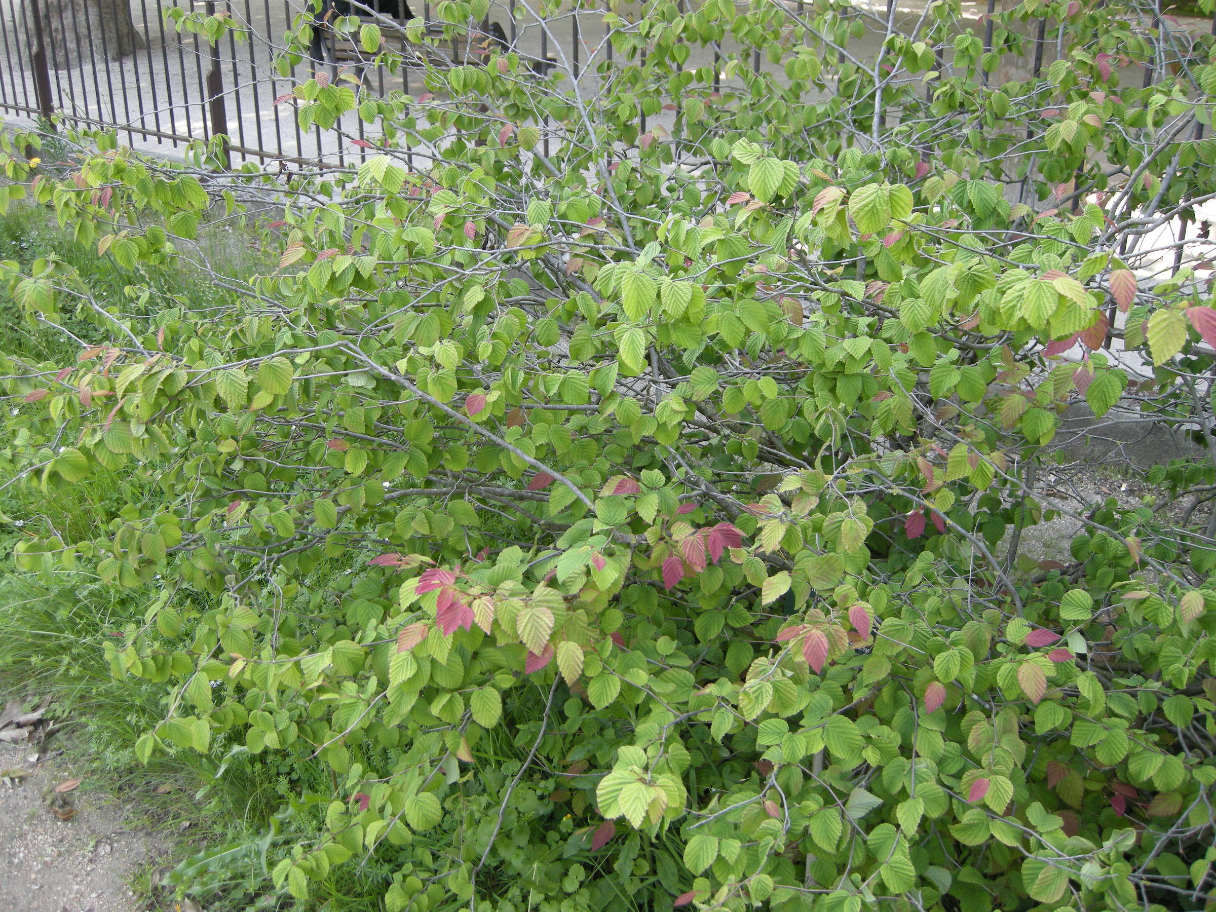 Afficher le média corylopsis_pauciflora4md corylopsis_pauciflora4md