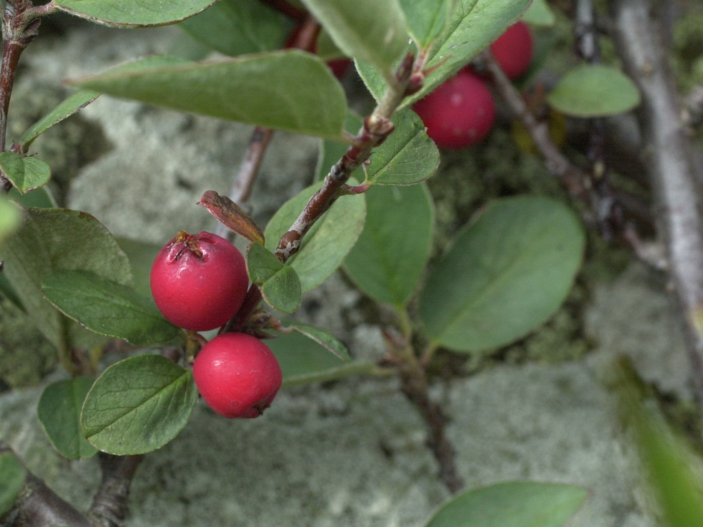 cotoneaster_integerrimus4md